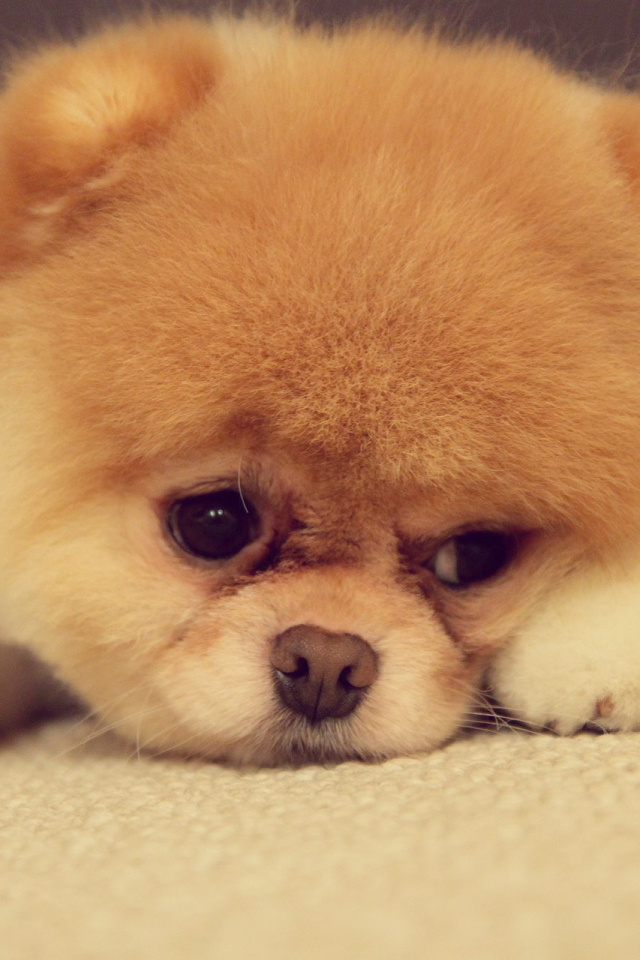 Download mobile wallpaper Dogs, Dog, Animal, Puppy, Pomeranian, Baby Animal for free.