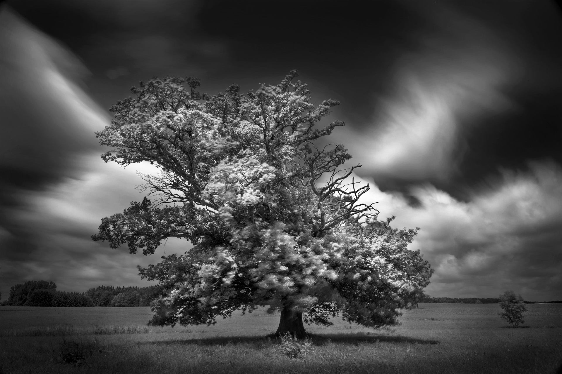 earth, oak tree, black & white, landscape, lonely tree, nature, oak, tree, trees