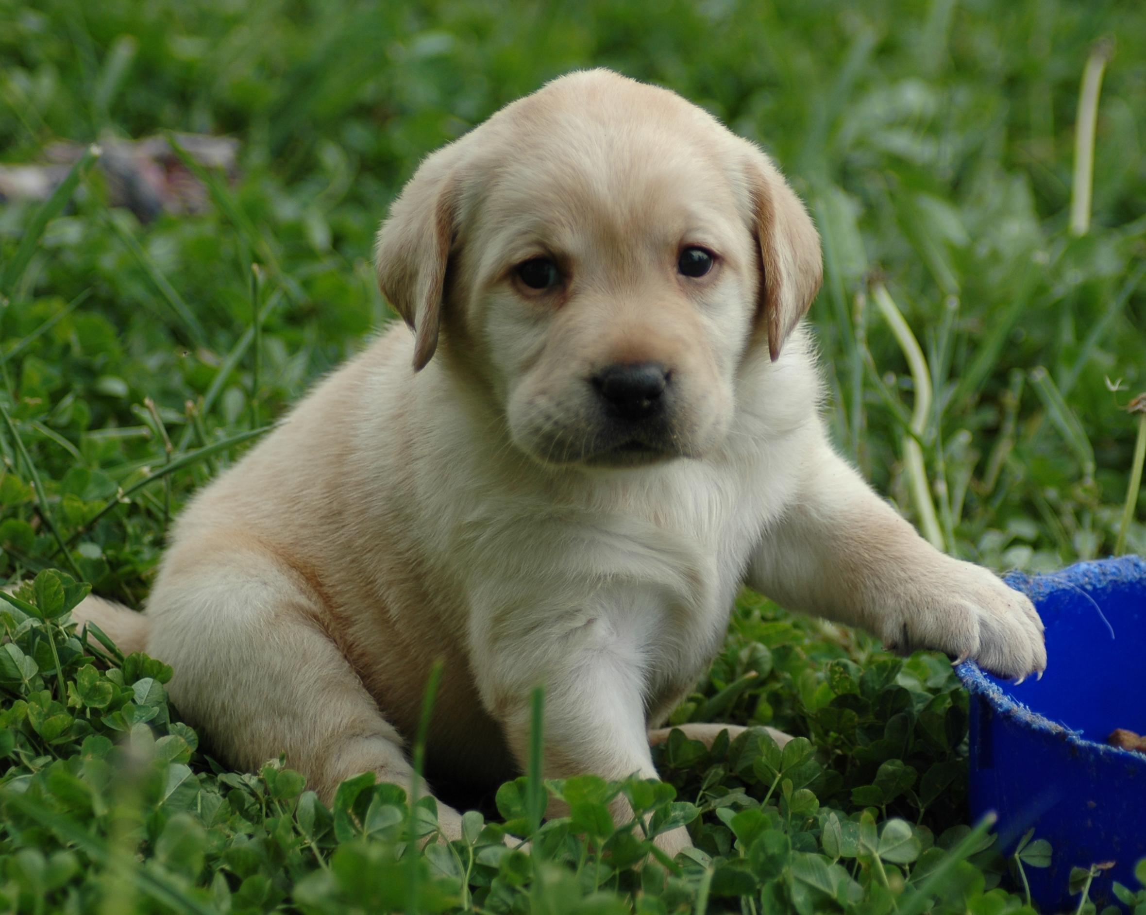 Handy-Wallpaper Labrador Retriever, Welpen, Hunde, Hund, Tiere kostenlos herunterladen.