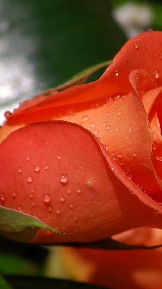 Descarga gratuita de fondo de pantalla para móvil de Flores, Rosa, Tierra/naturaleza.