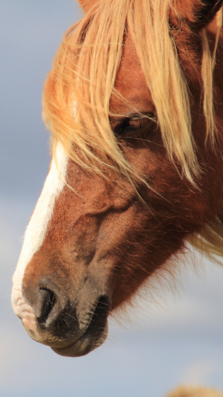 Download mobile wallpaper Animal, Horse, Depth Of Field for free.
