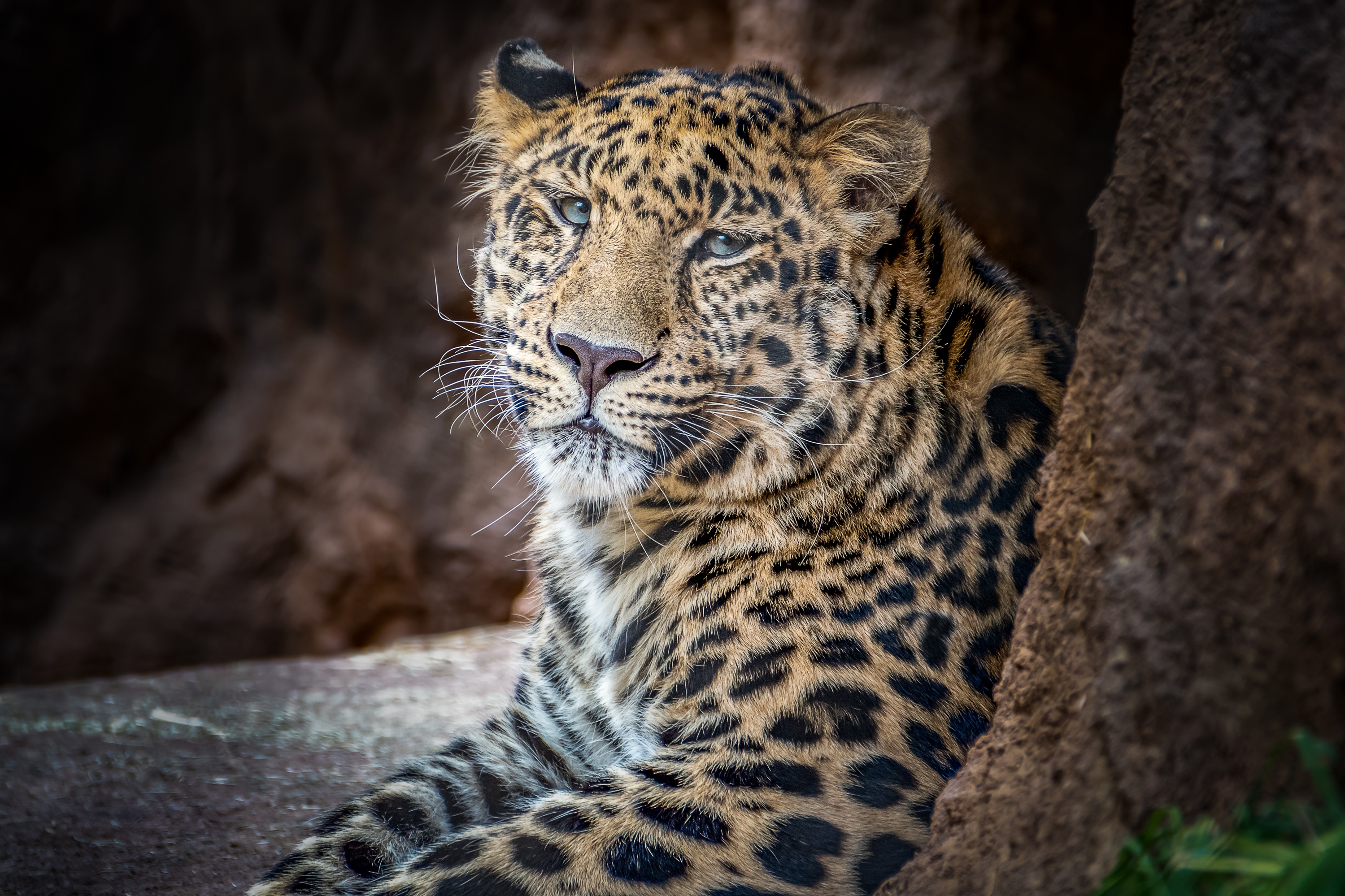 Baixar papel de parede para celular de Animais, Gatos, Leopardo gratuito.