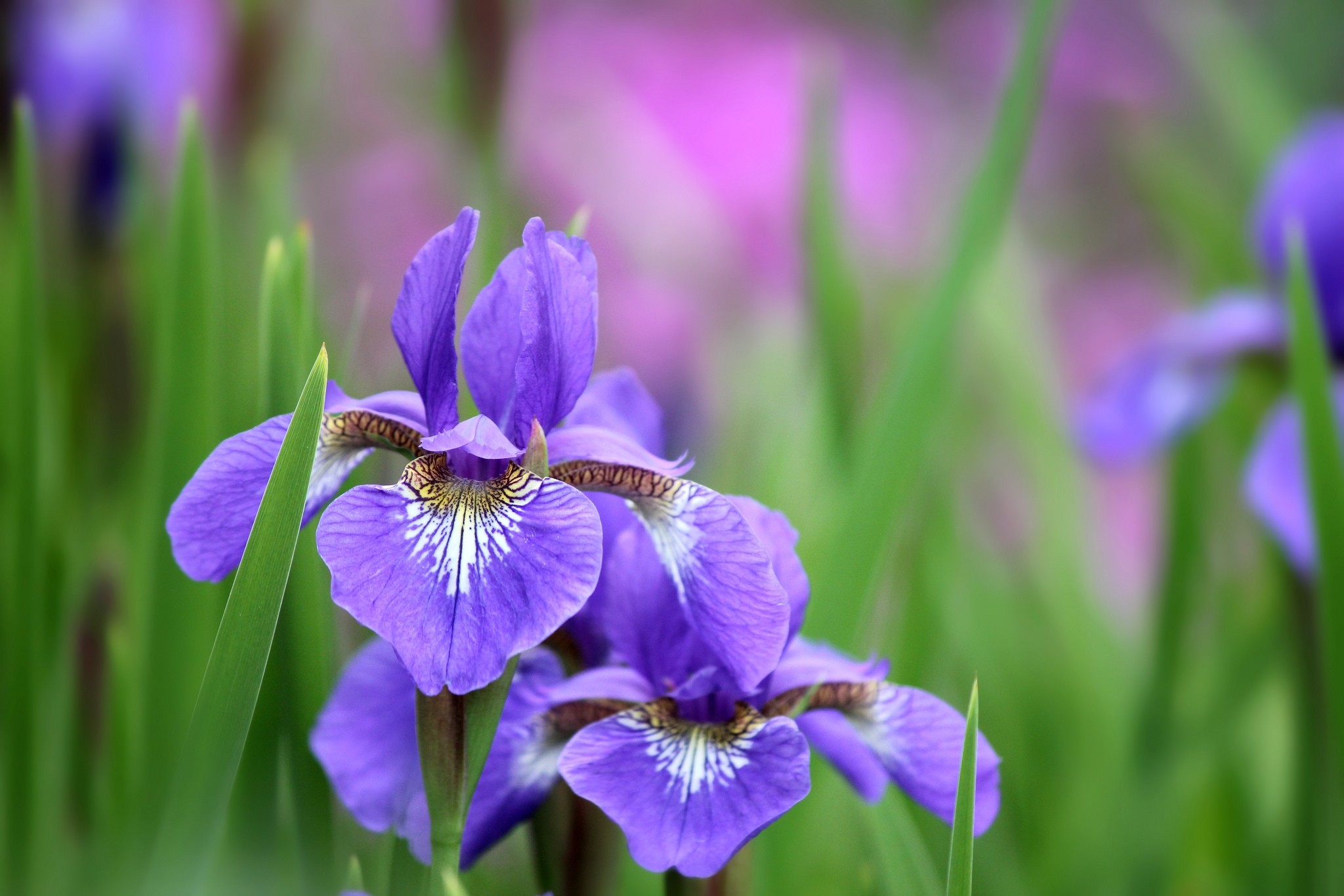 flowers, lilac, petals, irises