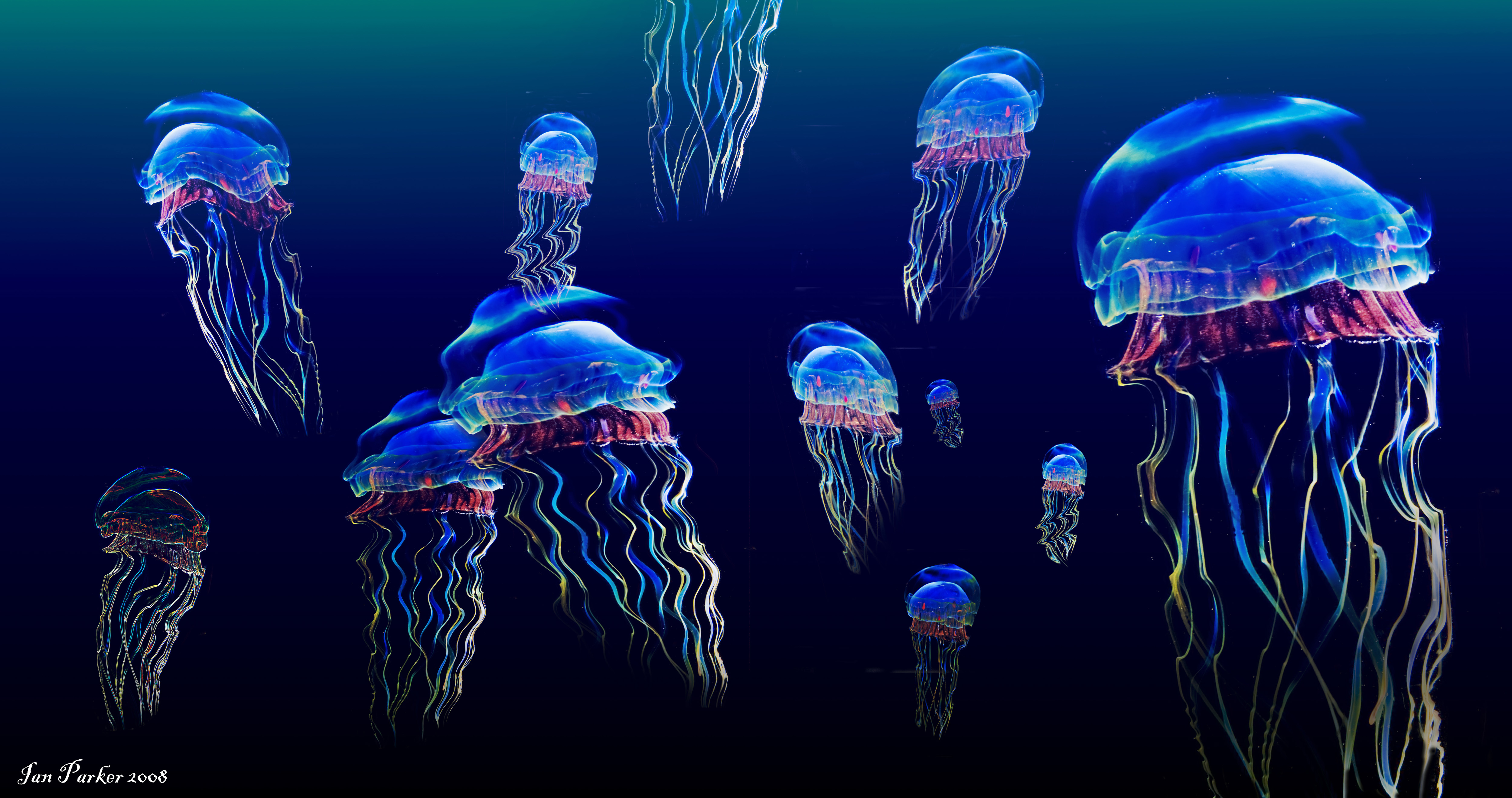 jellyfish, animal, cgi, fishes