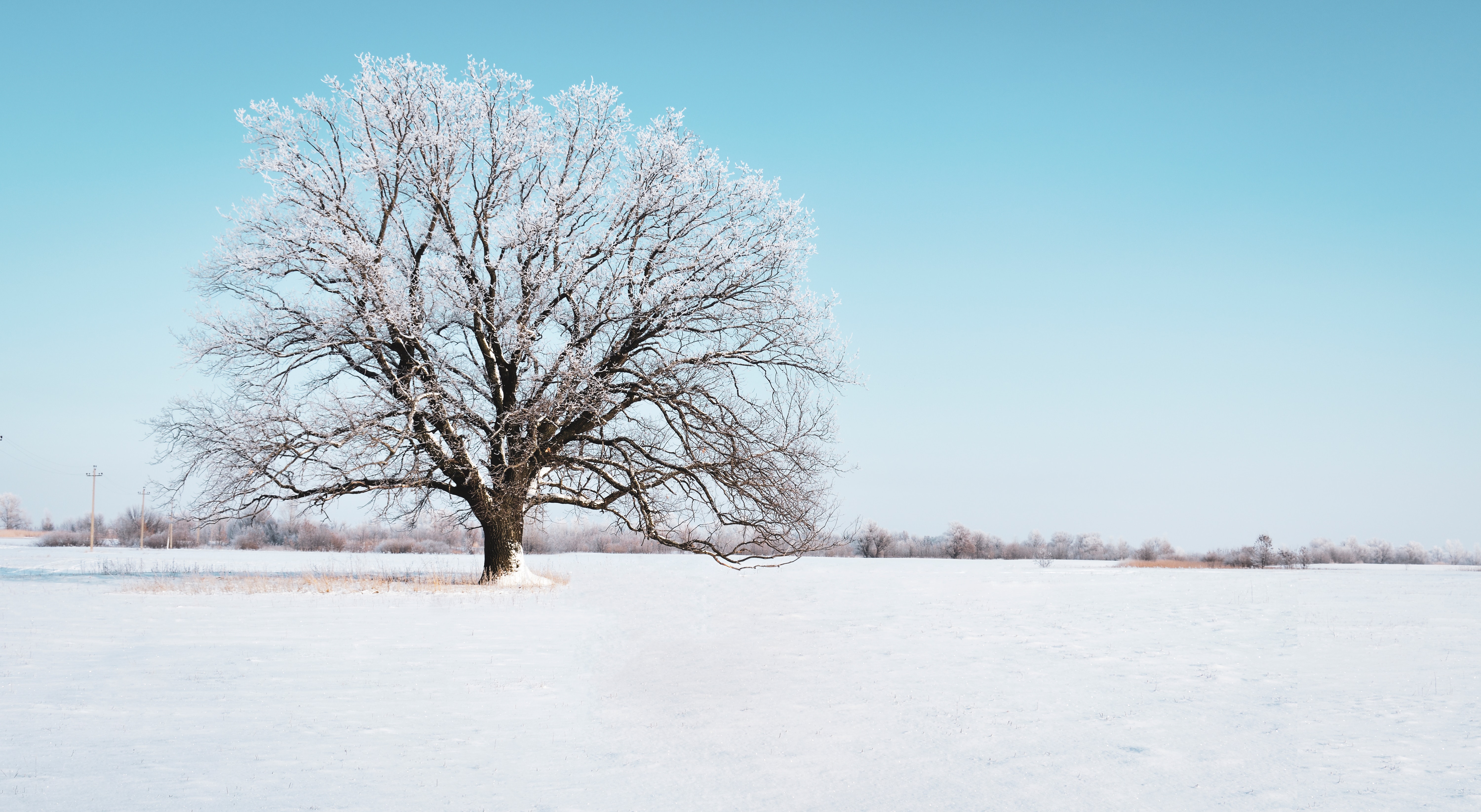 sky, snow covered, winter, nature, snow, horizon, wood, tree, snowbound HD wallpaper