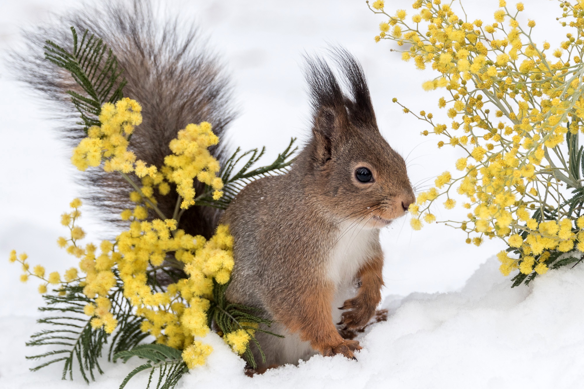 Download mobile wallpaper Winter, Squirrel, Snow, Animal, Rodent, Yellow Flower for free.