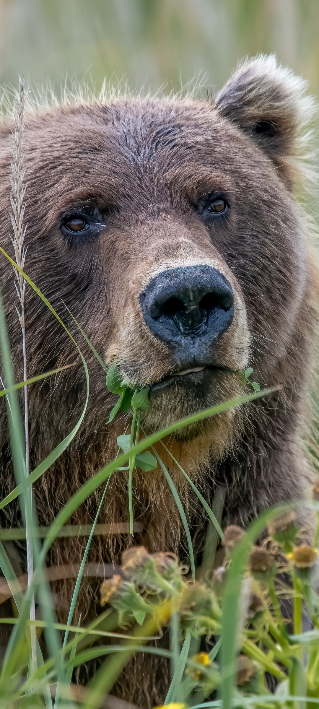 1184345 Hintergrundbild herunterladen tiere, grizzlybär, grizzly, bären - Bildschirmschoner und Bilder kostenlos