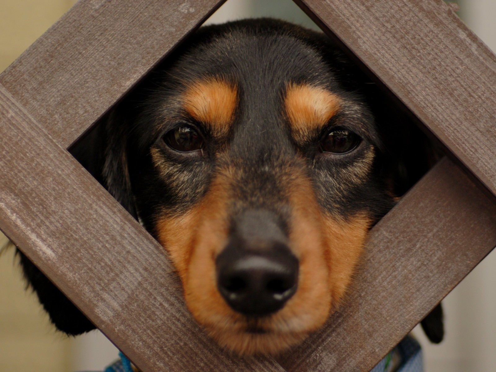 無料モバイル壁紙犬, 動物をダウンロードします。