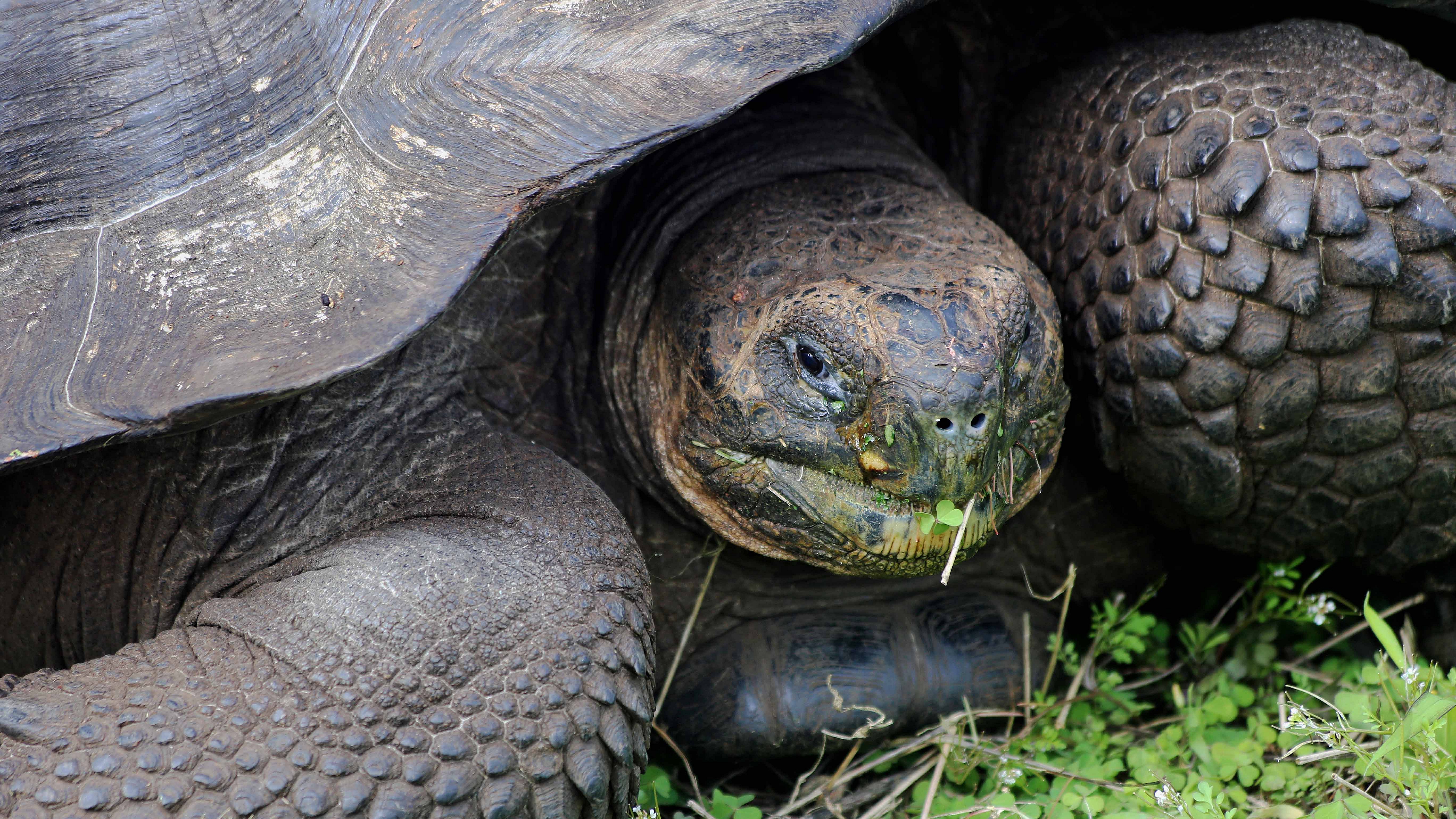 Laden Sie Galapagos Schildkröte HD-Desktop-Hintergründe herunter