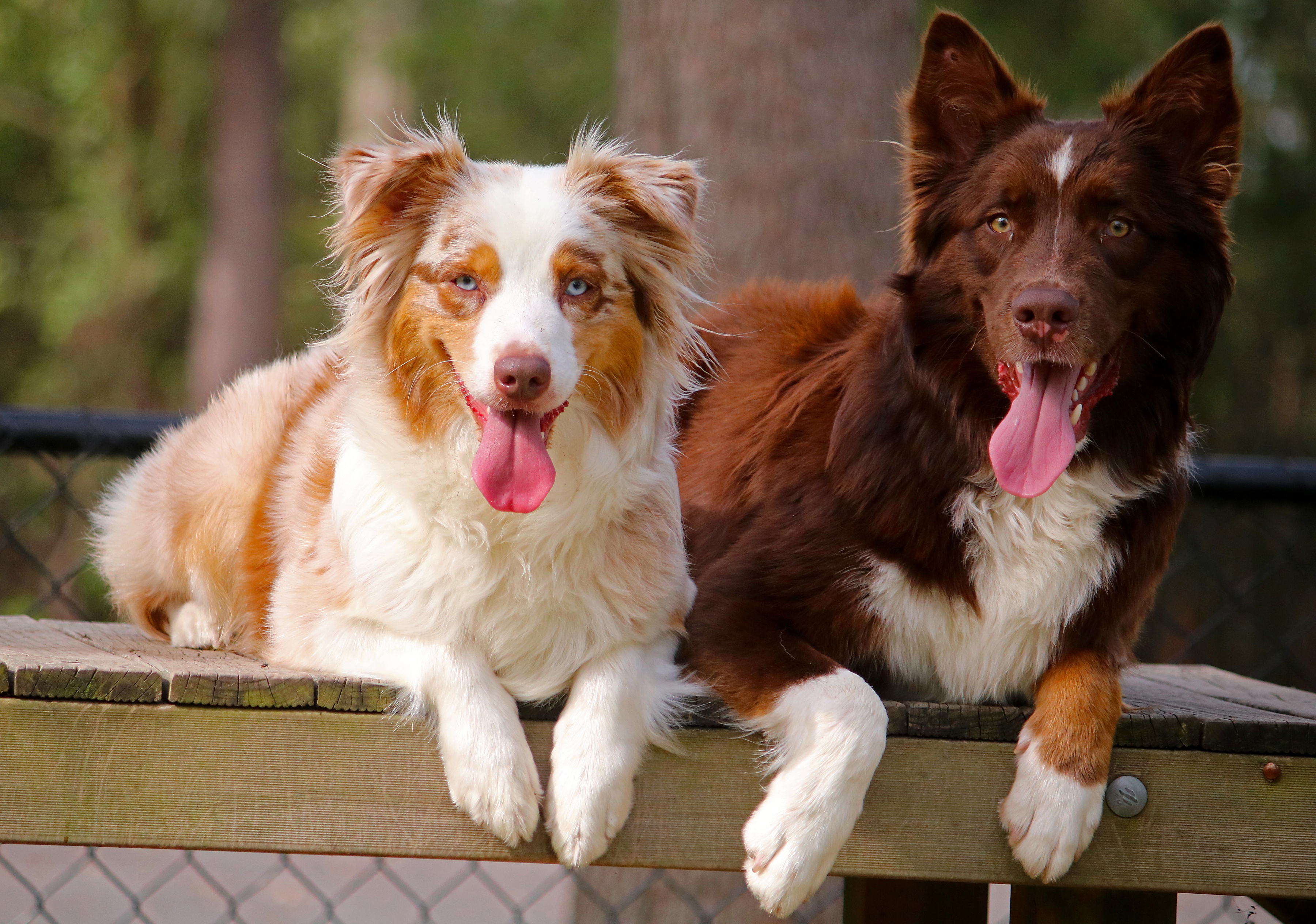 PCデスクトップに動物, 犬, オーストラリアン シェパード画像を無料でダウンロード