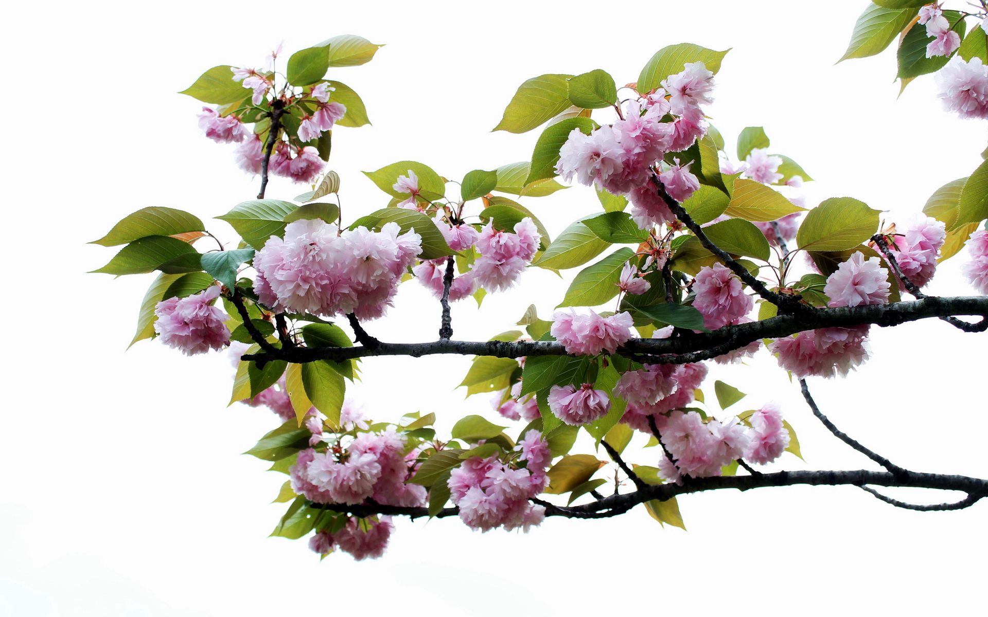 Laden Sie das Zweig, Blühen, Blühenden, Ast, Blätter, Blumen, Frühling-Bild kostenlos auf Ihren PC-Desktop herunter