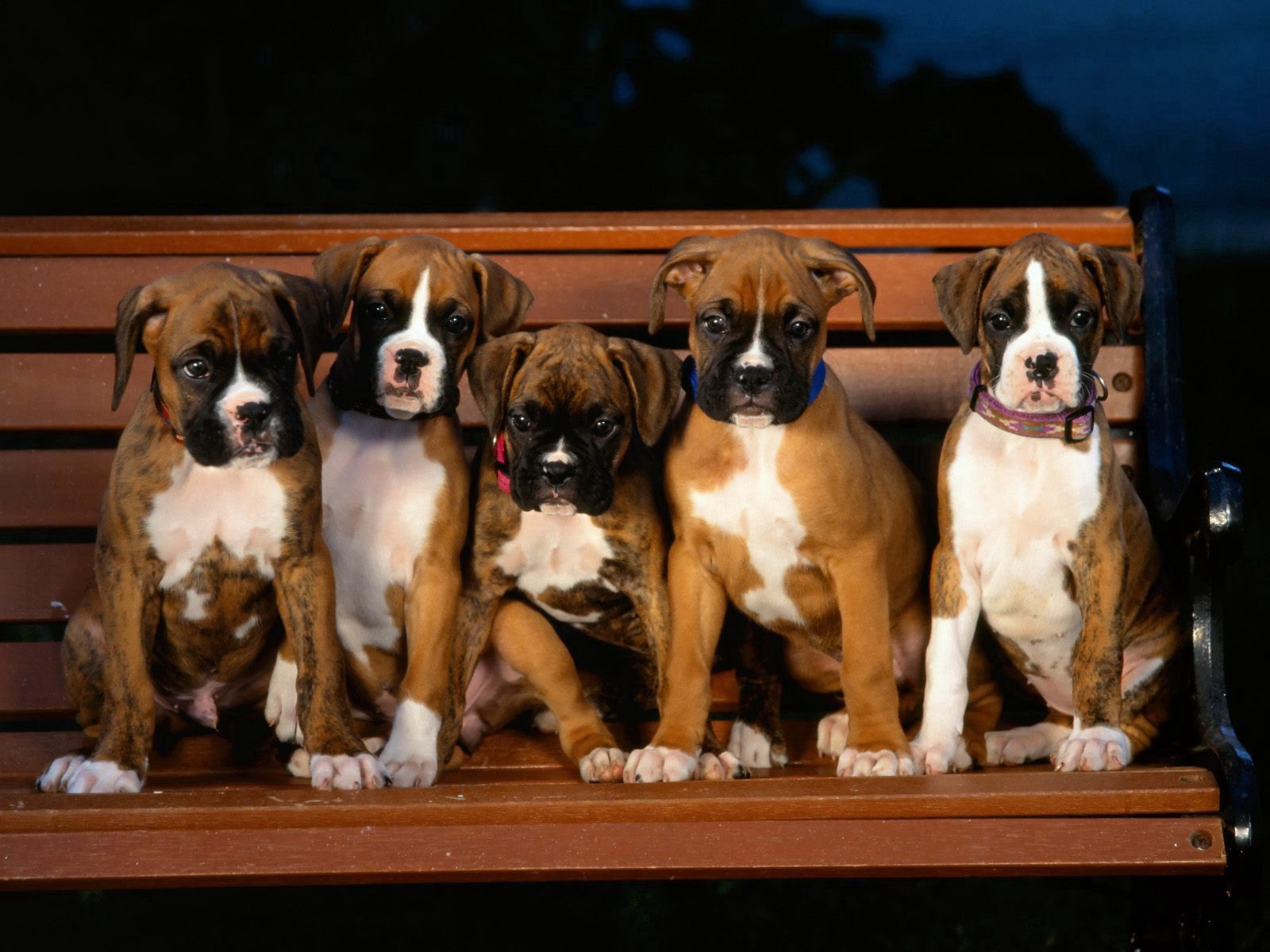 puppies, animals, bench, evil, bulldog