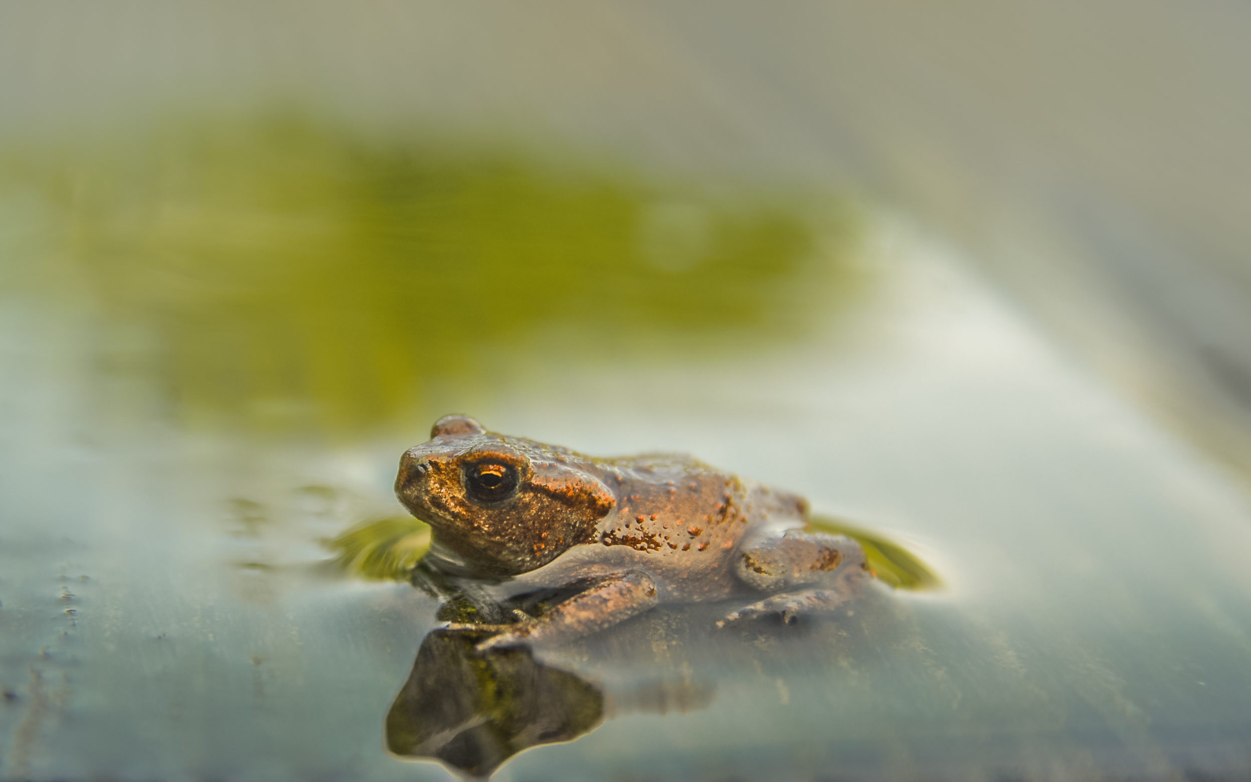 Free download wallpaper Water, Frogs, Reflection, Animal, Frog, Amphibian on your PC desktop