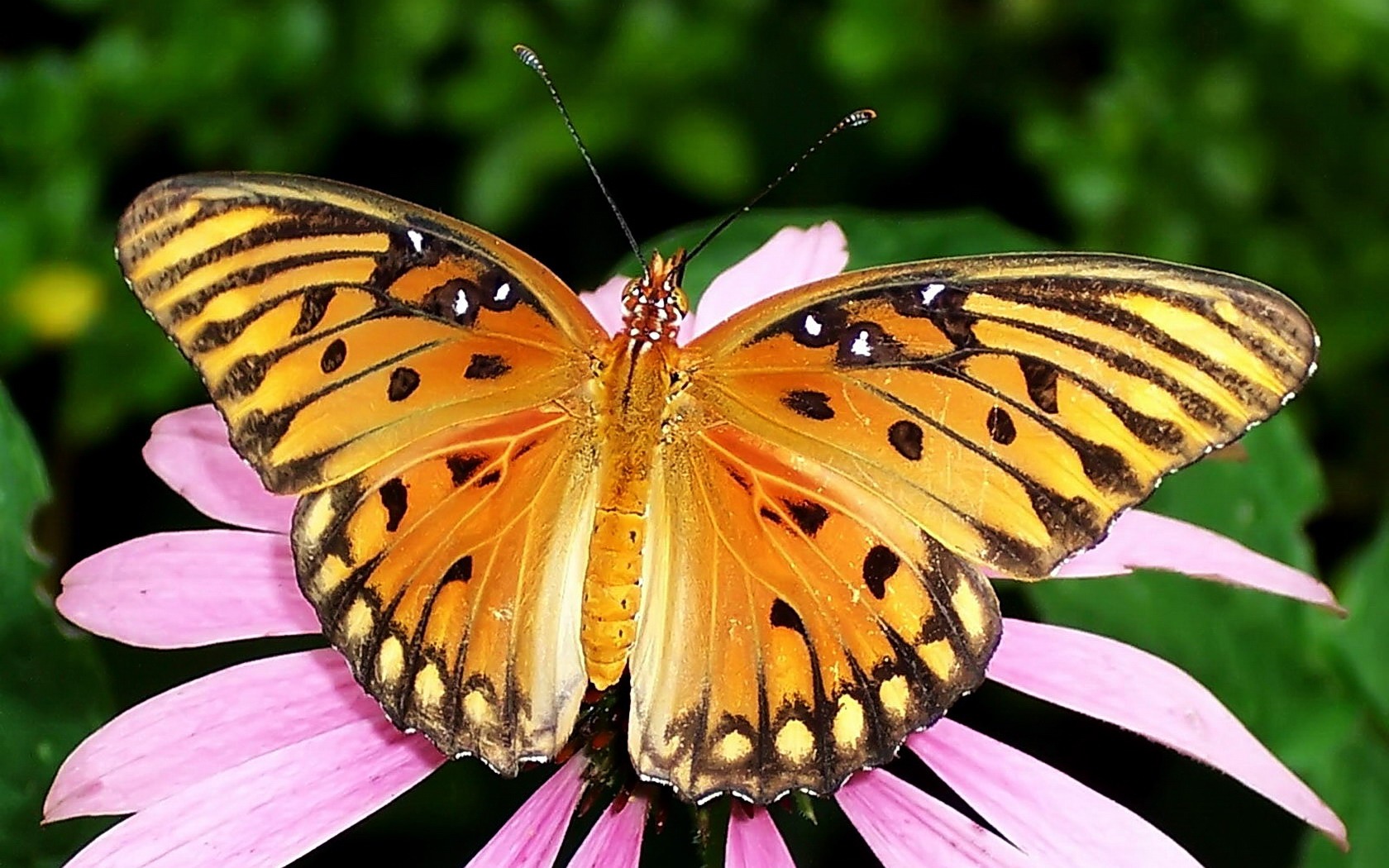 Descarga gratuita de fondo de pantalla para móvil de Animales, Flor, Mariposa.