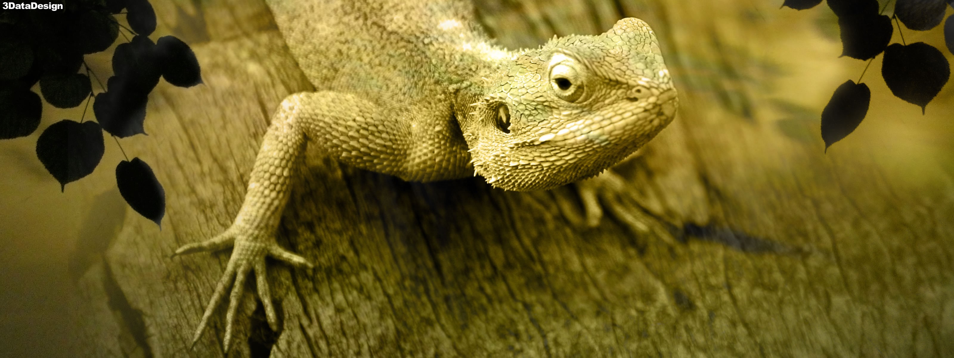 276229 descargar fondo de pantalla animales, dragon barbudo, lagarto, reptiles: protectores de pantalla e imágenes gratis