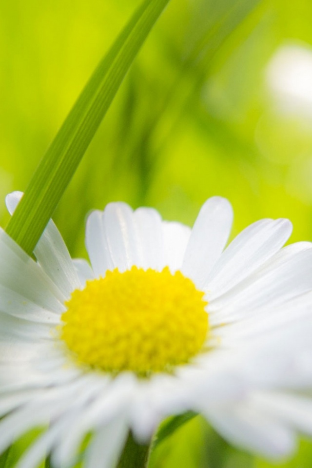 Descarga gratuita de fondo de pantalla para móvil de Naturaleza, Flores, Flor, Margarita, Tierra/naturaleza.