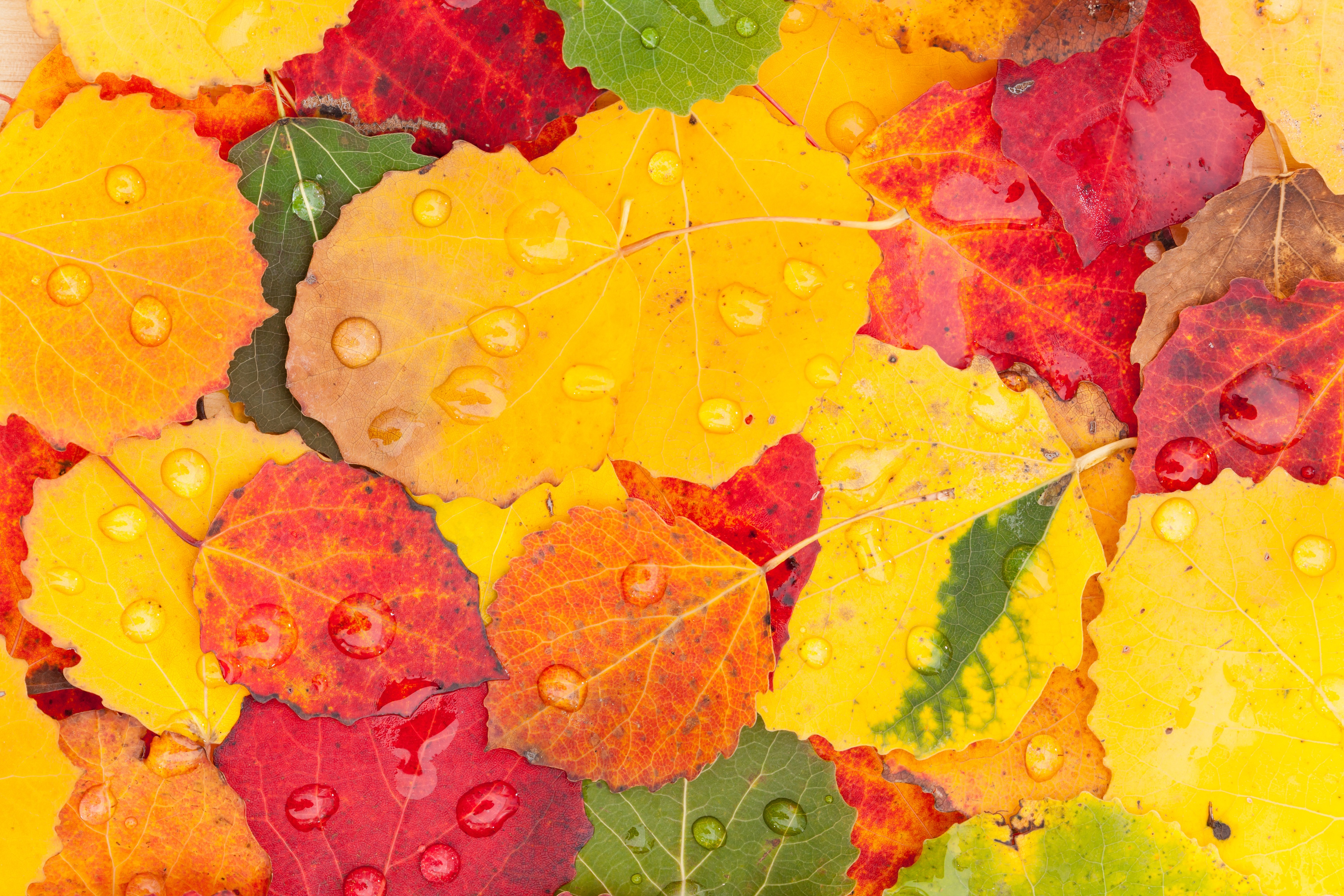 Скачать картинку Осень, Капли, Лист, Крупный План, Земля/природа в телефон бесплатно.