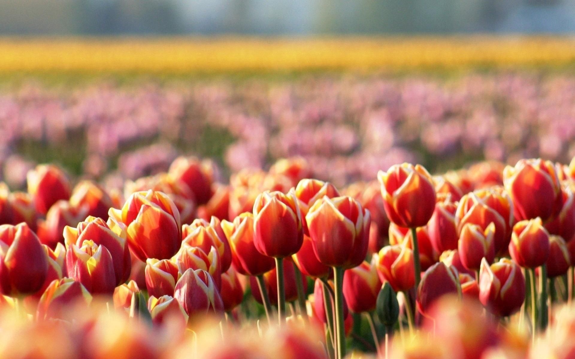 Free download wallpaper Flowers, Nature, Field, Tulips on your PC desktop