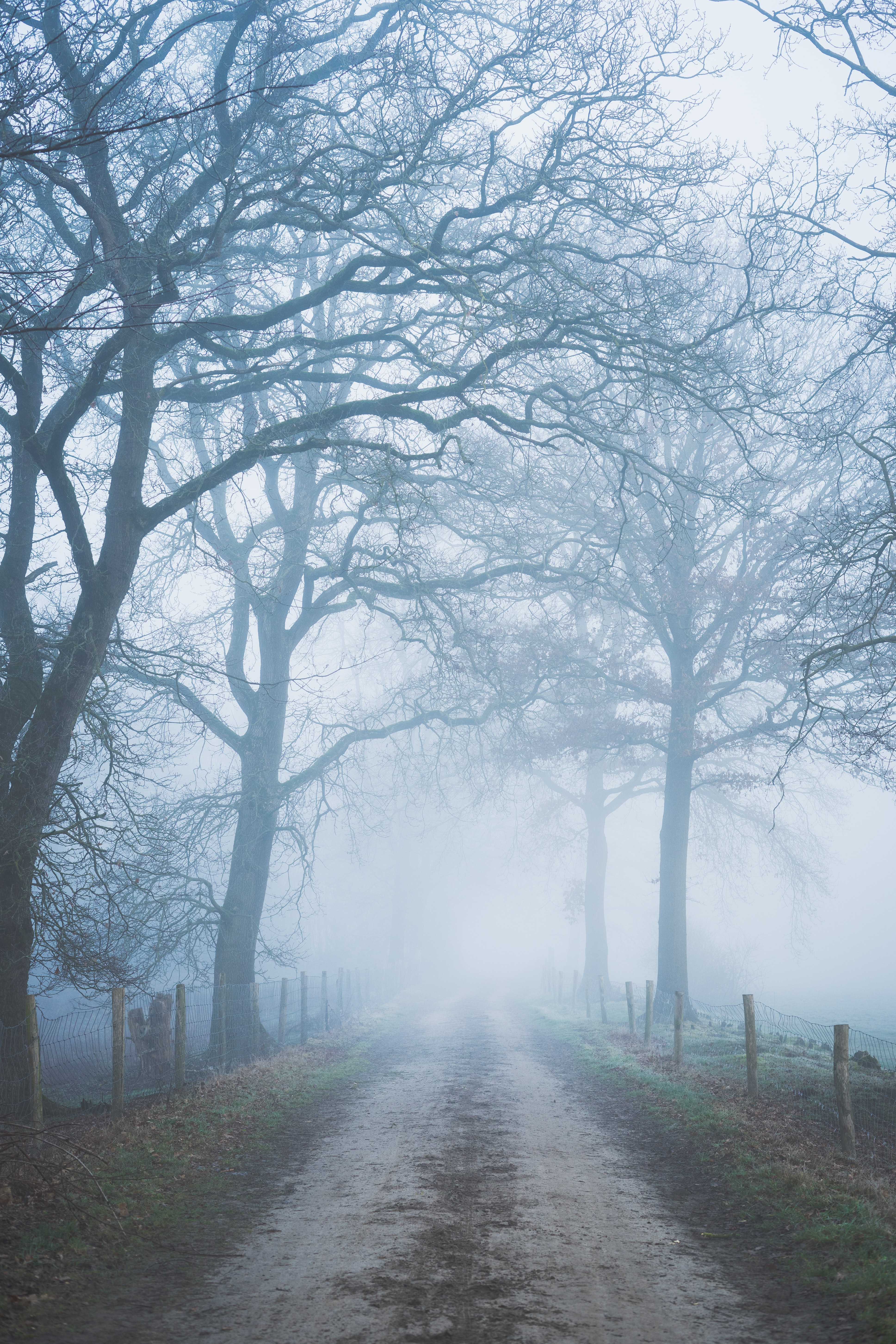 Download mobile wallpaper Trees, Fog, Fence, Road, Nature for free.