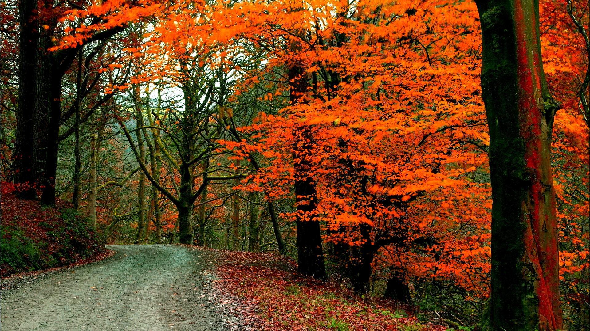 Free download wallpaper Road, Forest, Tree, Fall, Man Made on your PC desktop