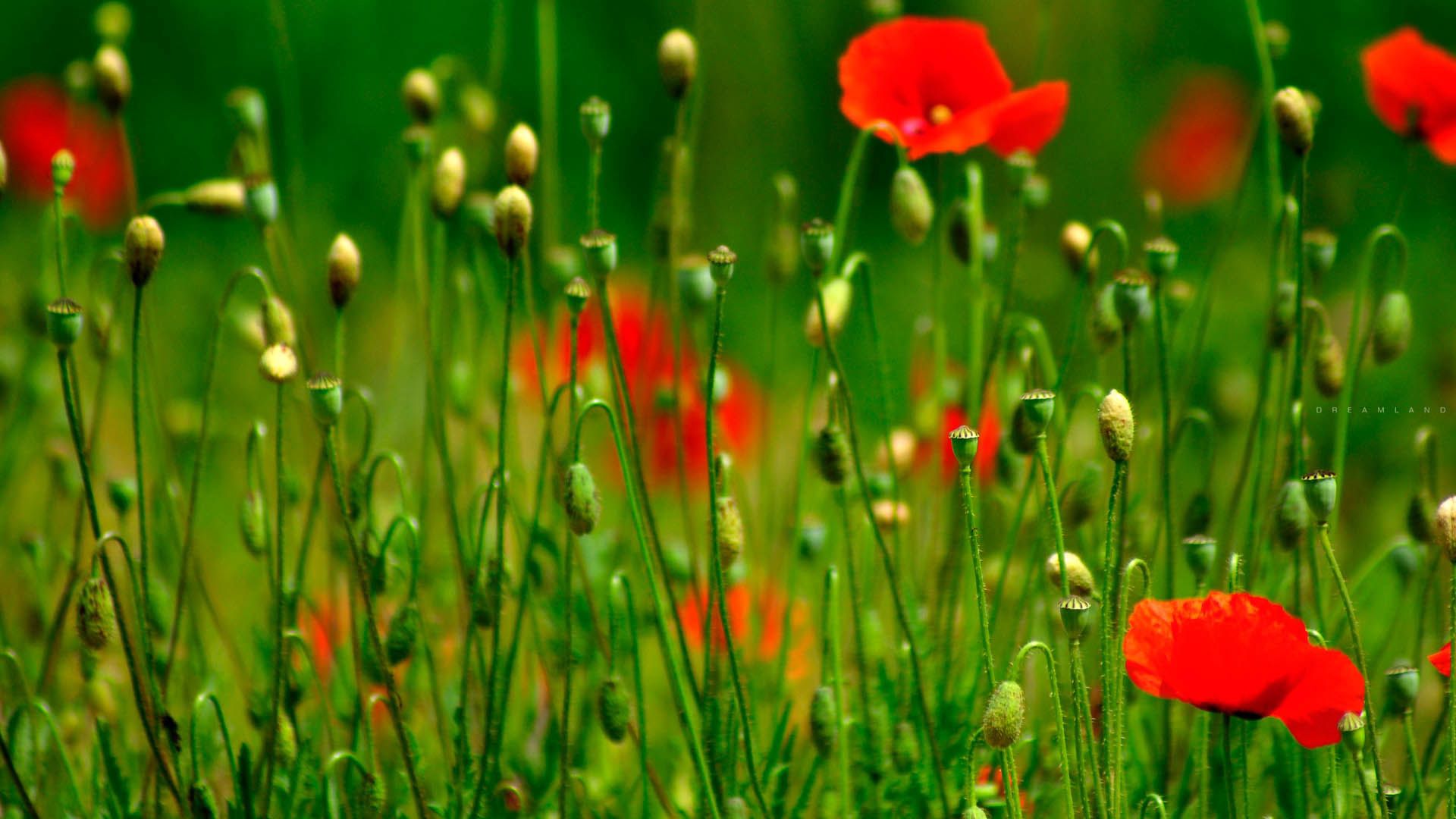 PCデスクトップにフラワーズ, 草, 赤い, 花びら画像を無料でダウンロード