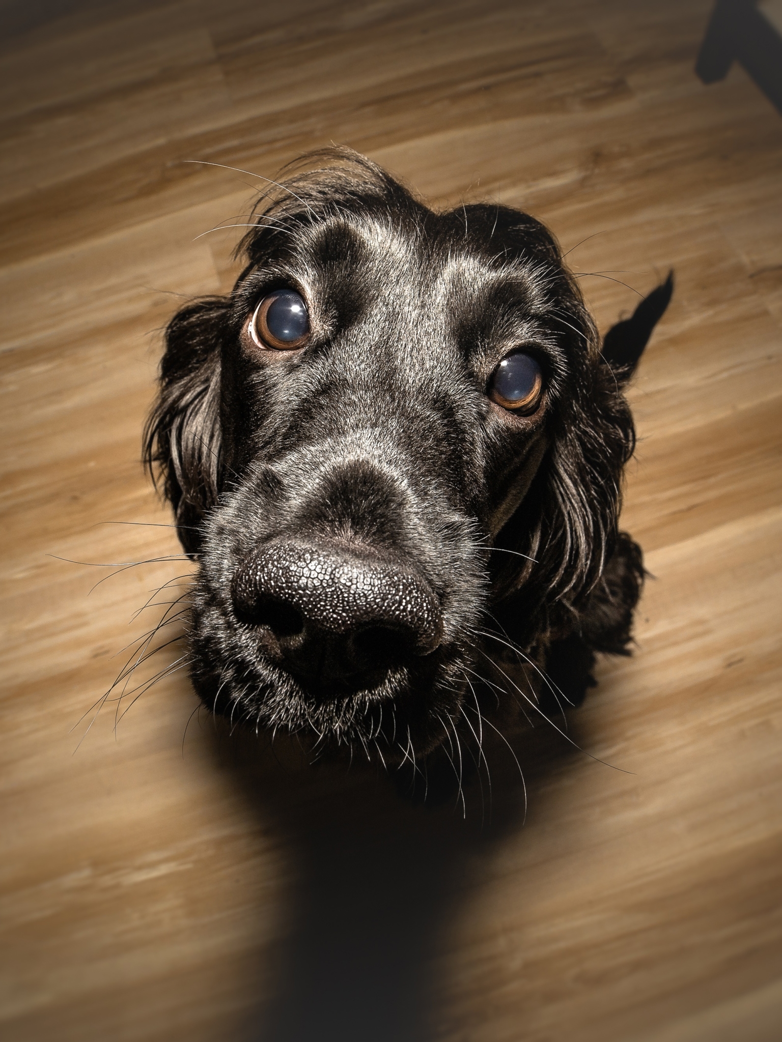 Baixar papel de parede para celular de Animais, Cães, Cão, Focinho, Olhar Fixamente gratuito.