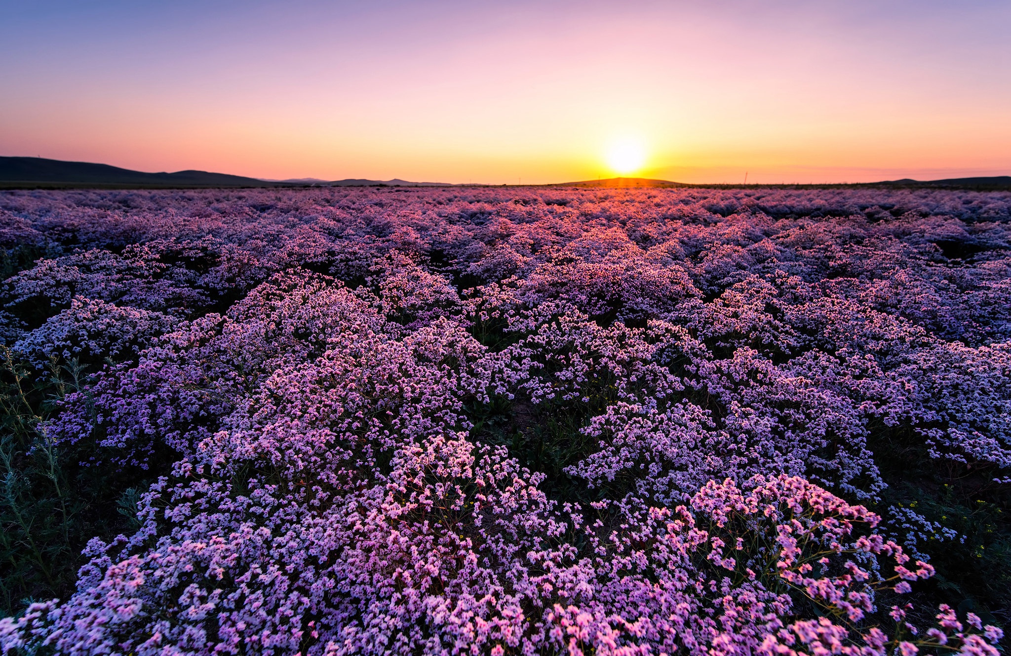 Download mobile wallpaper Sunrise, Earth, Meadow, Pink Flower for free.