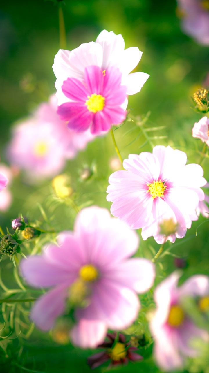 Handy-Wallpaper Natur, Blumen, Blume, Erde/natur, Pinke Blume kostenlos herunterladen.