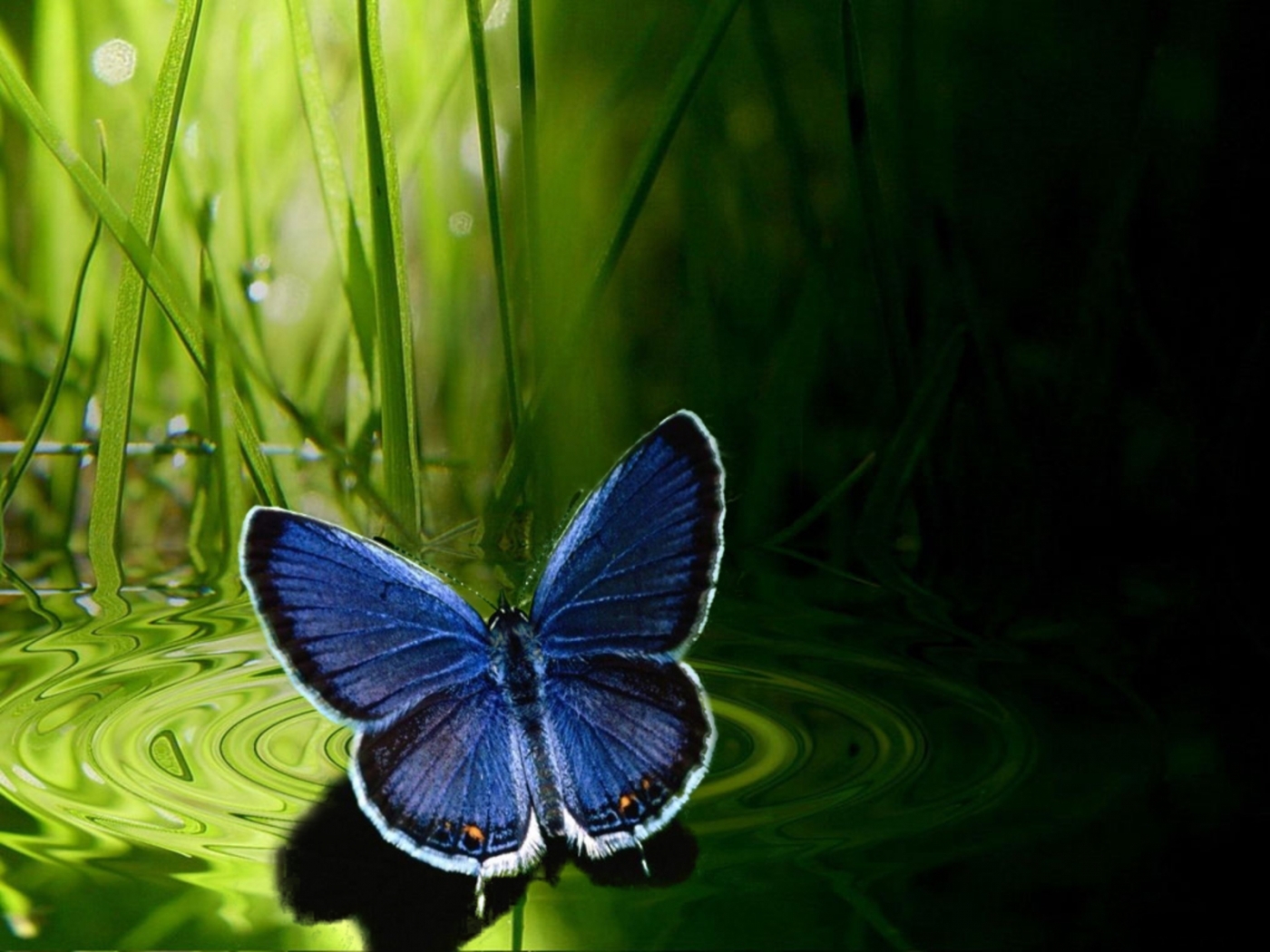 29405 скачать обои бабочки, насекомые, зеленые - заставки и картинки бесплатно