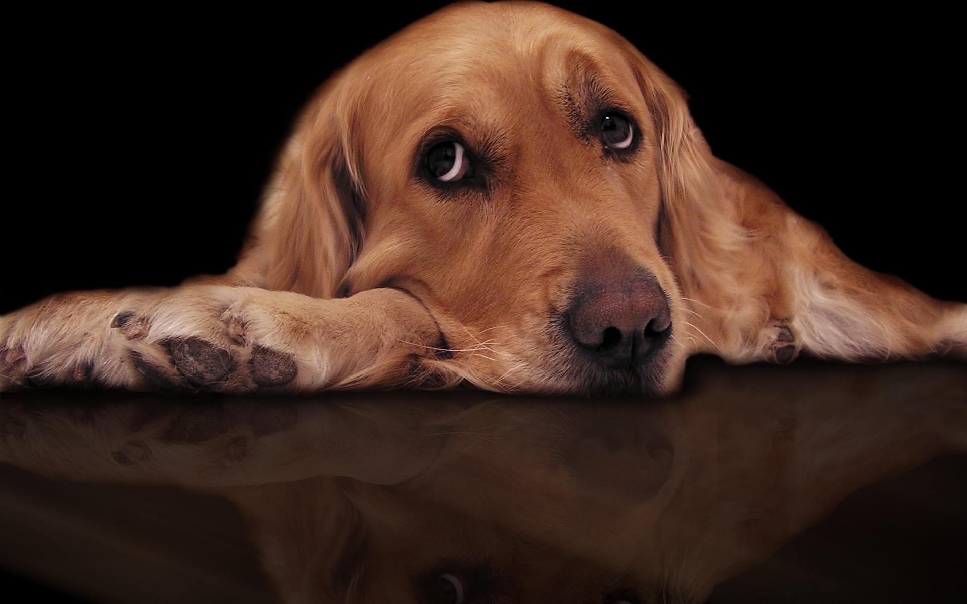 Free download wallpaper Animals, Dogs on your PC desktop