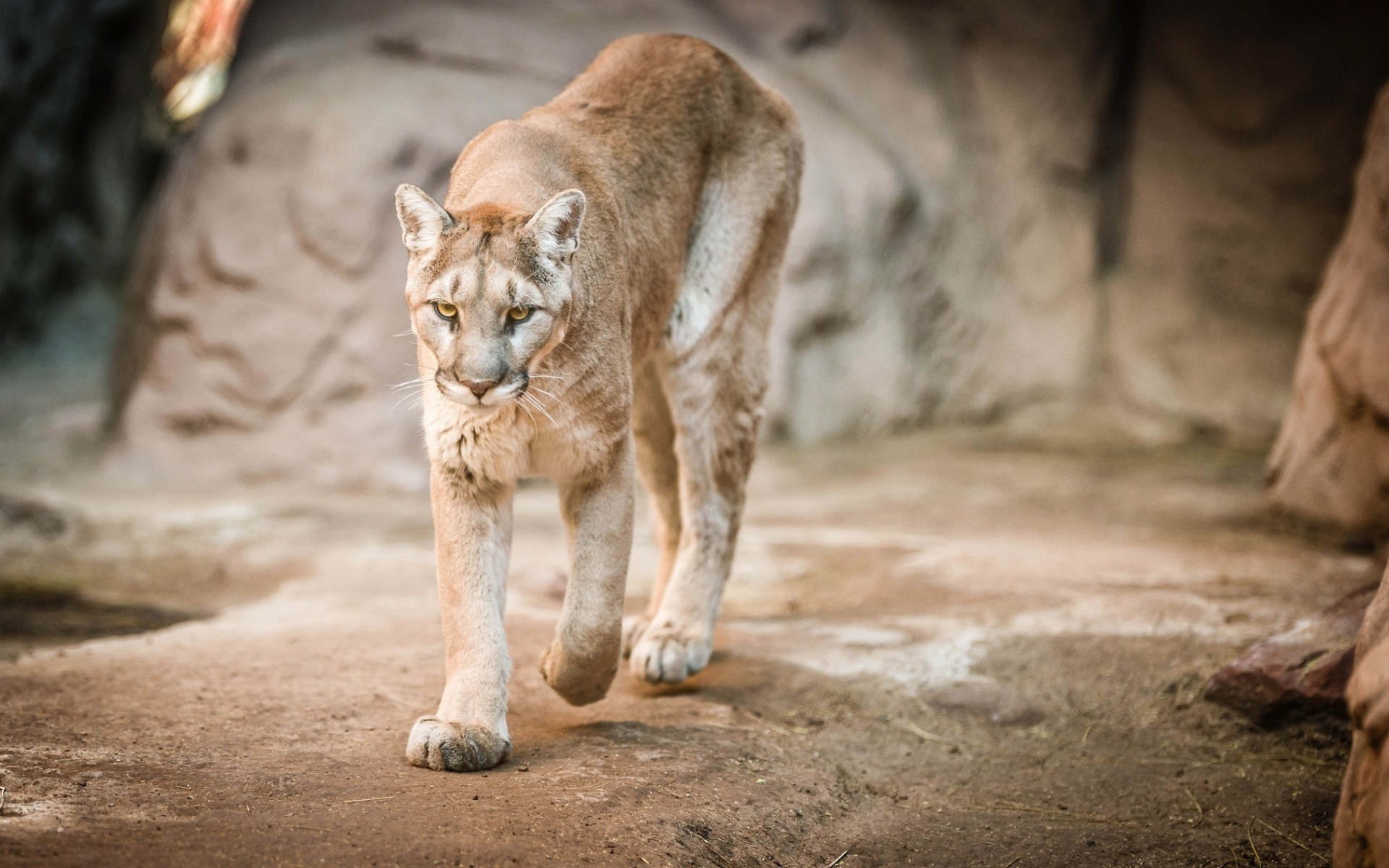 Téléchargez des papiers peints mobile Animaux, Chats, Puma gratuitement.