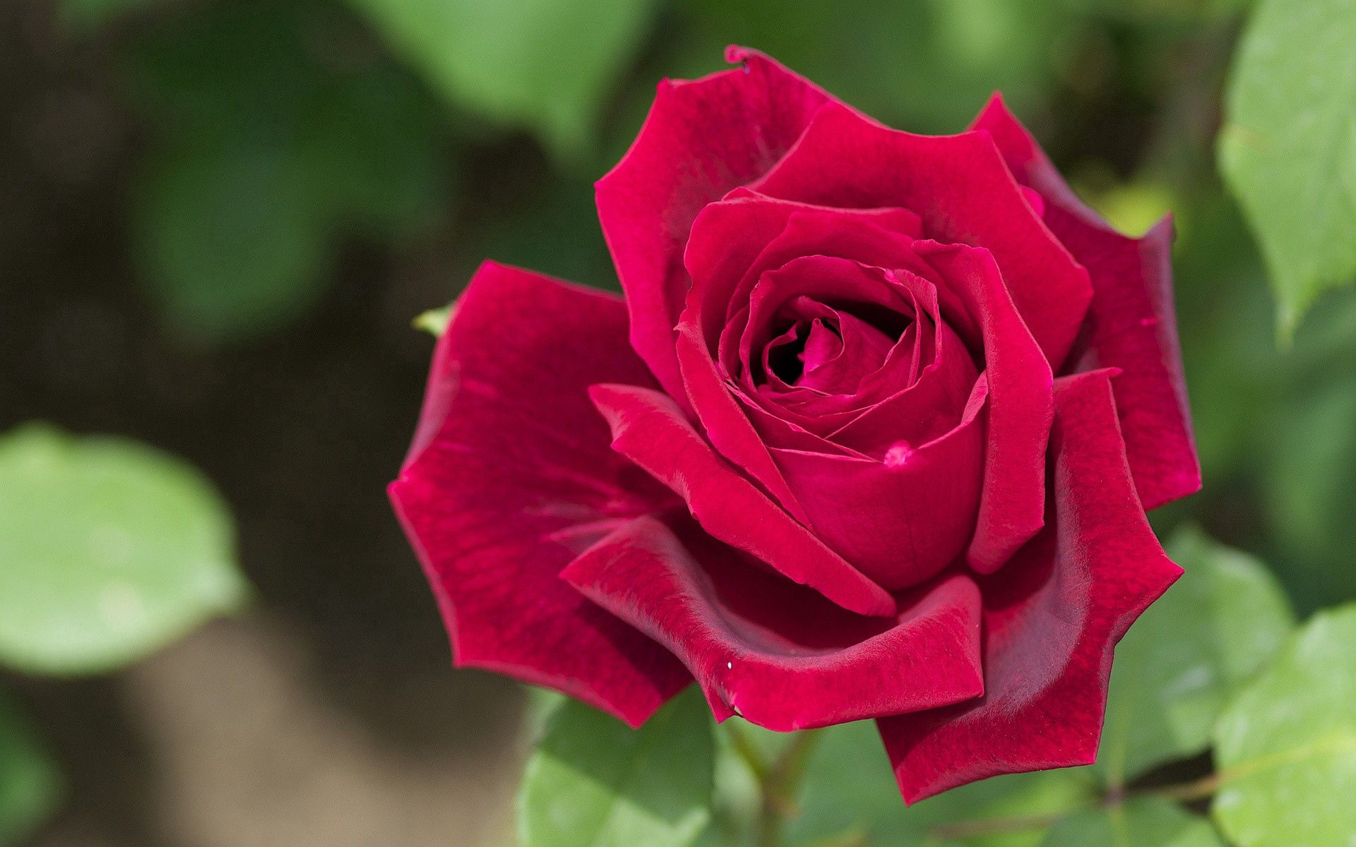 Téléchargez des papiers peints mobile Herbe, Macro, Pétales, Bourgeon, Une Rose, Rose gratuitement.