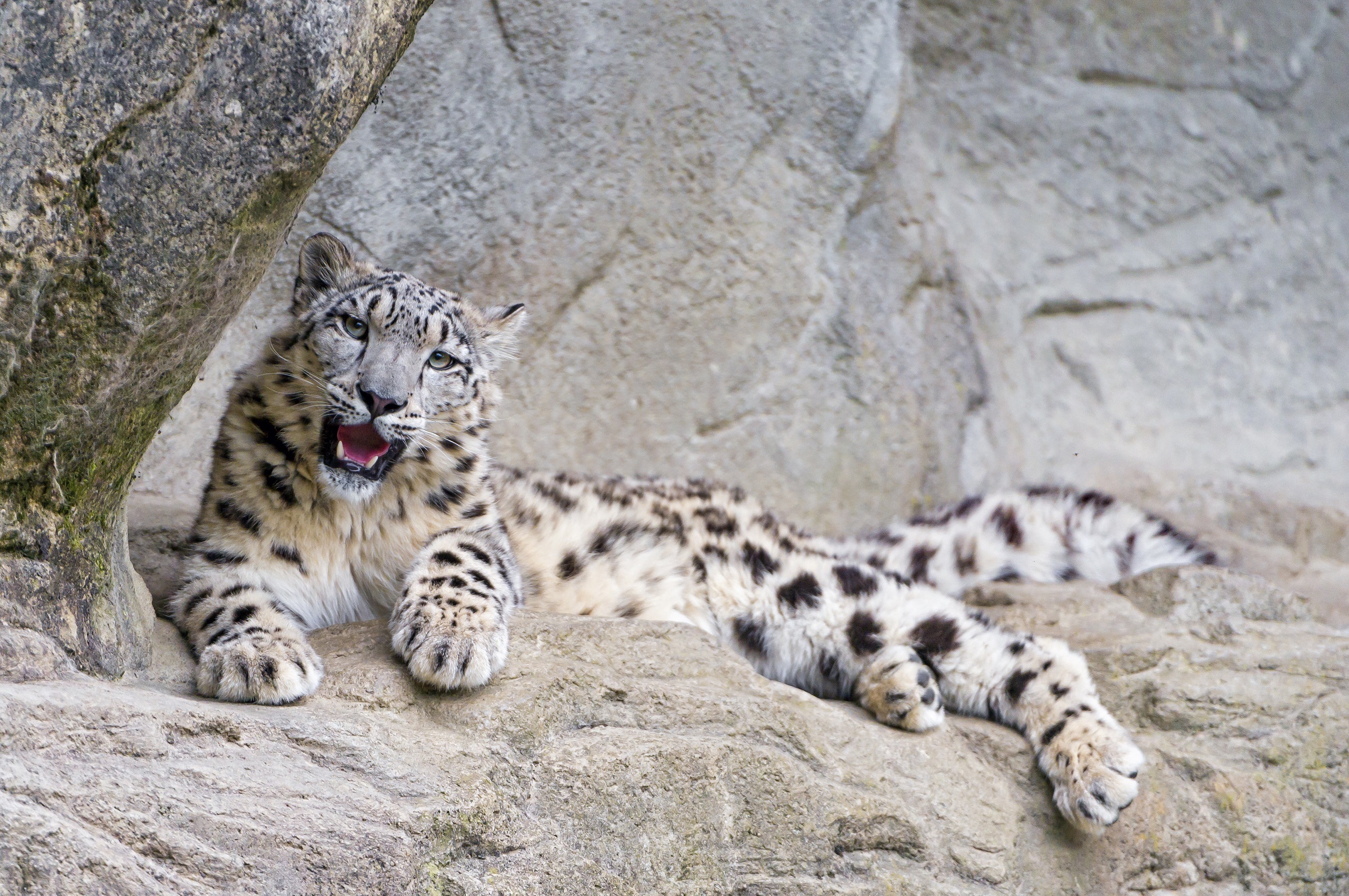 Descarga gratuita de fondo de pantalla para móvil de Animales, Gatos, Leopardo De Las Nieves.