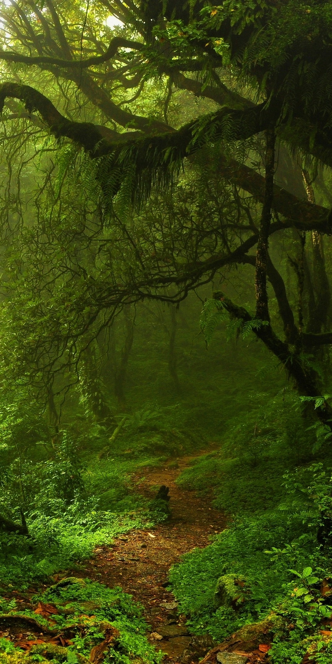 Скачати мобільні шпалери Ліс, Зелень, Земля, Шлях безкоштовно.