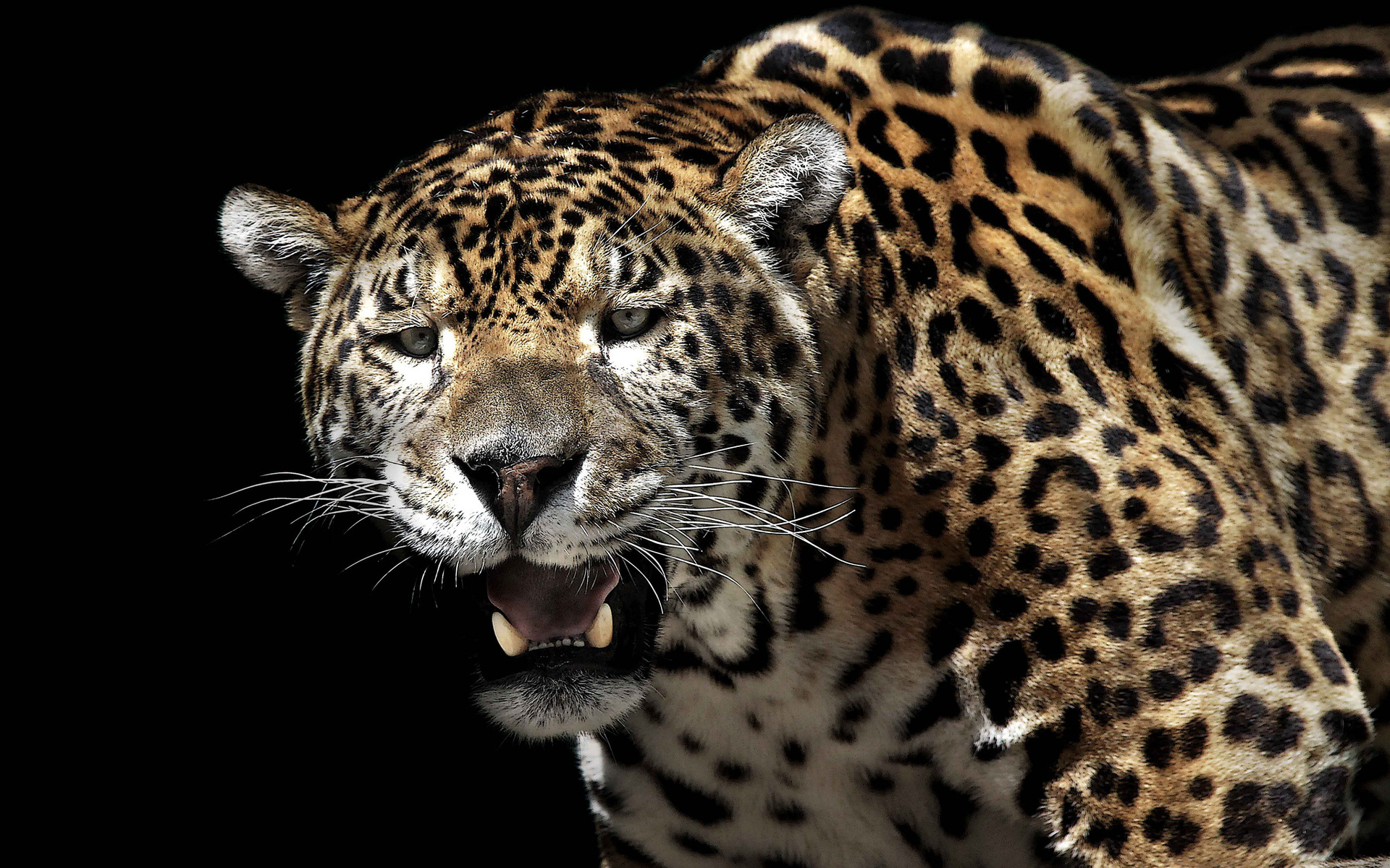 Free download wallpaper Leopard, Animal on your PC desktop