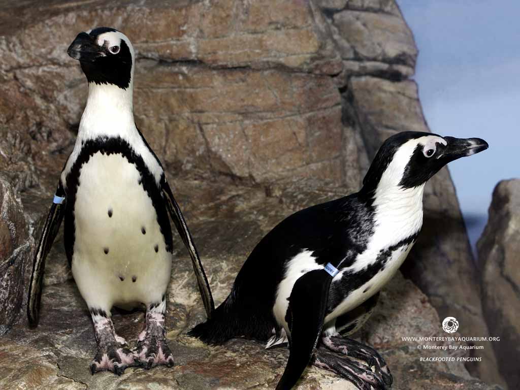 1514766 Bild herunterladen tiere, pinguin, vogel - Hintergrundbilder und Bildschirmschoner kostenlos