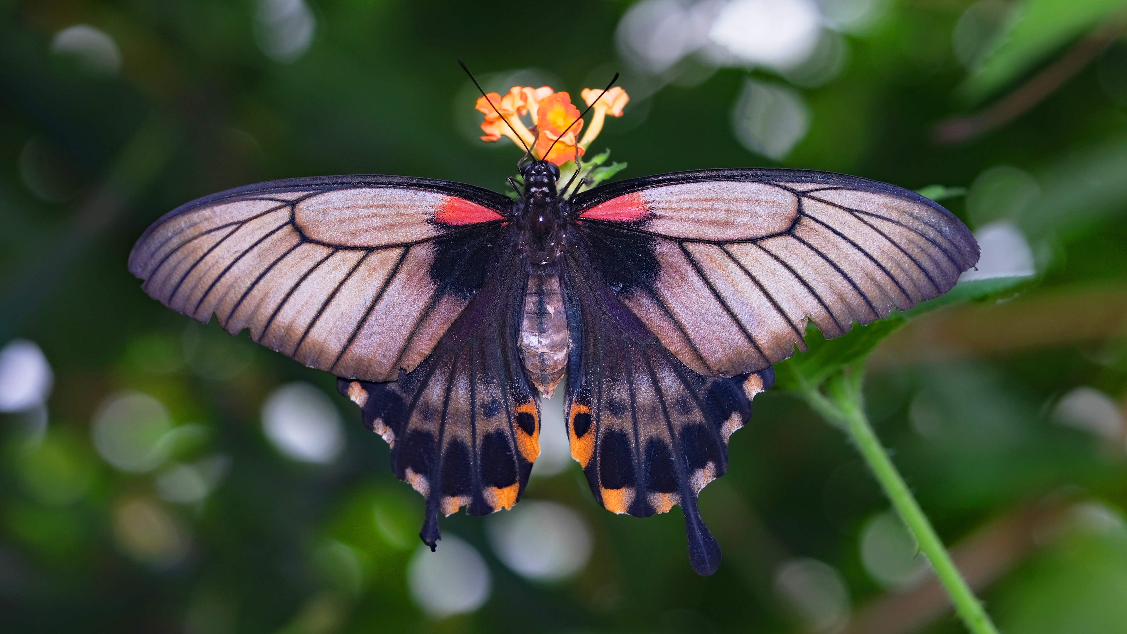 無料モバイル壁紙動物, 蝶, 大きい, ボケ, 虫をダウンロードします。