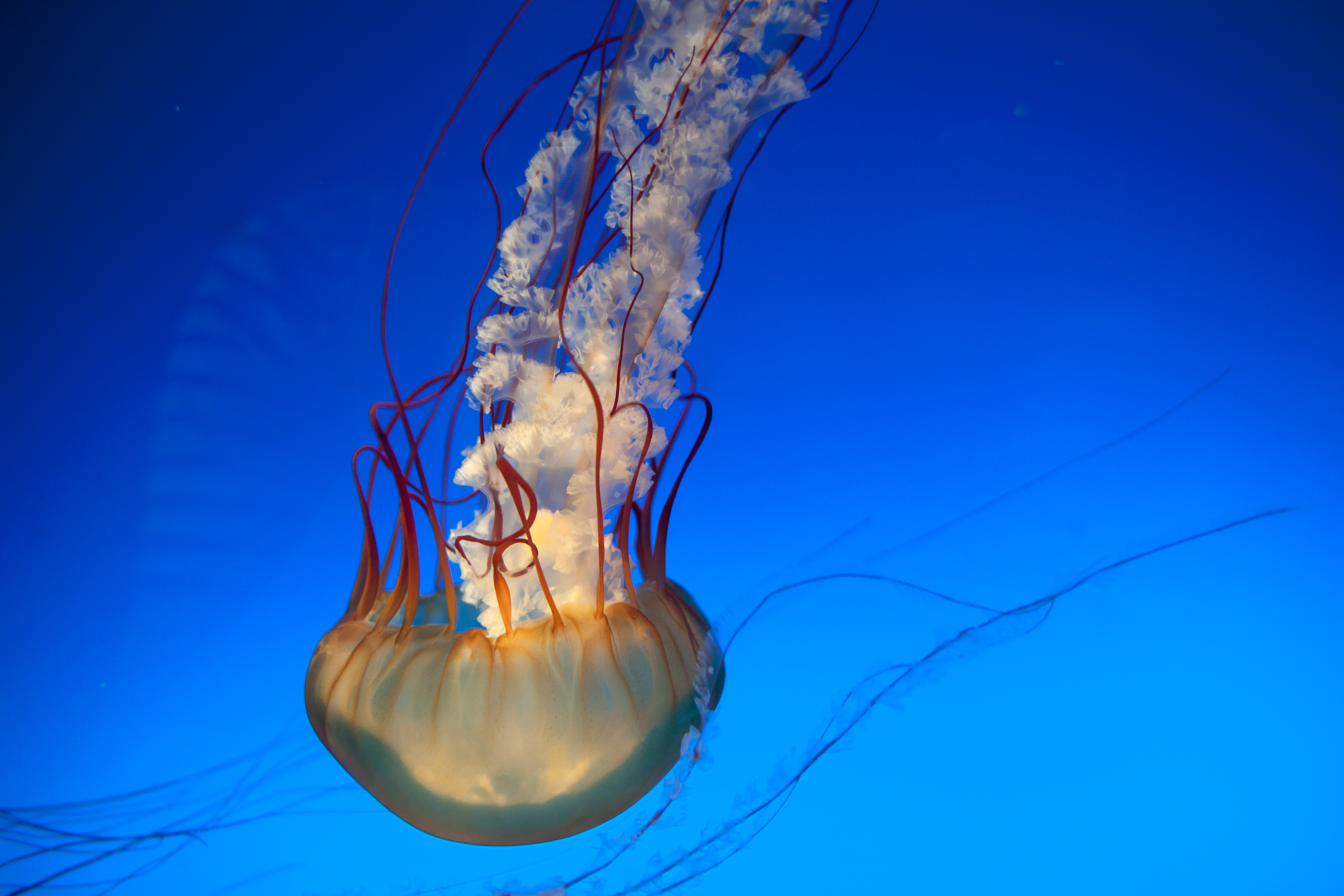jellyfish, animals, underwater world, to swim, swim, tentacles, underwater, submarine