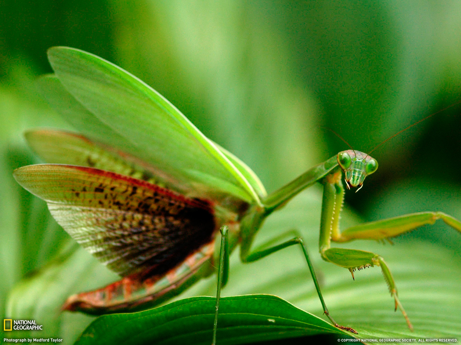 287561 descargar imagen animales, mantis religiosa, insectos: fondos de pantalla y protectores de pantalla gratis