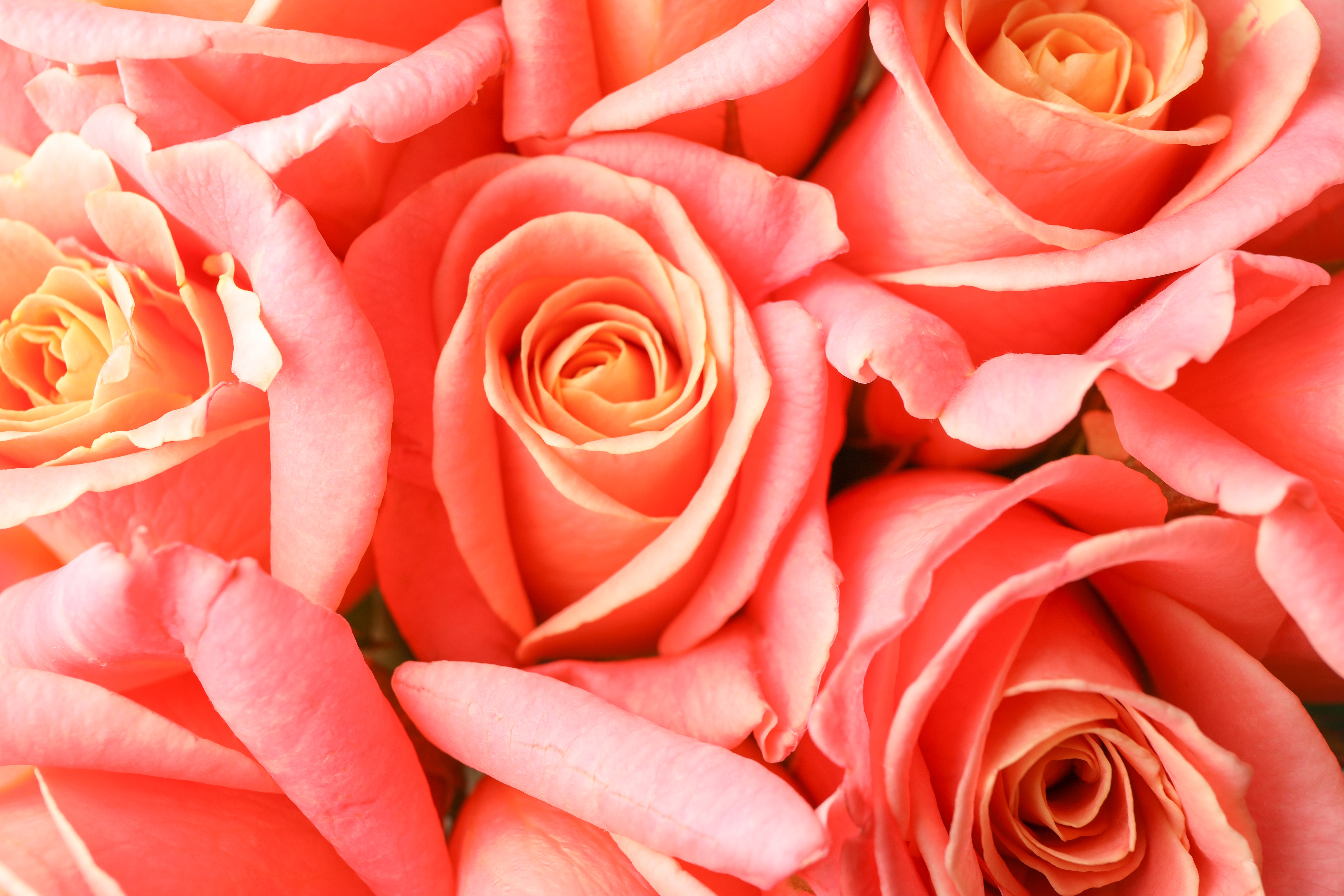 Free download wallpaper Flowers, Rose, Earth on your PC desktop