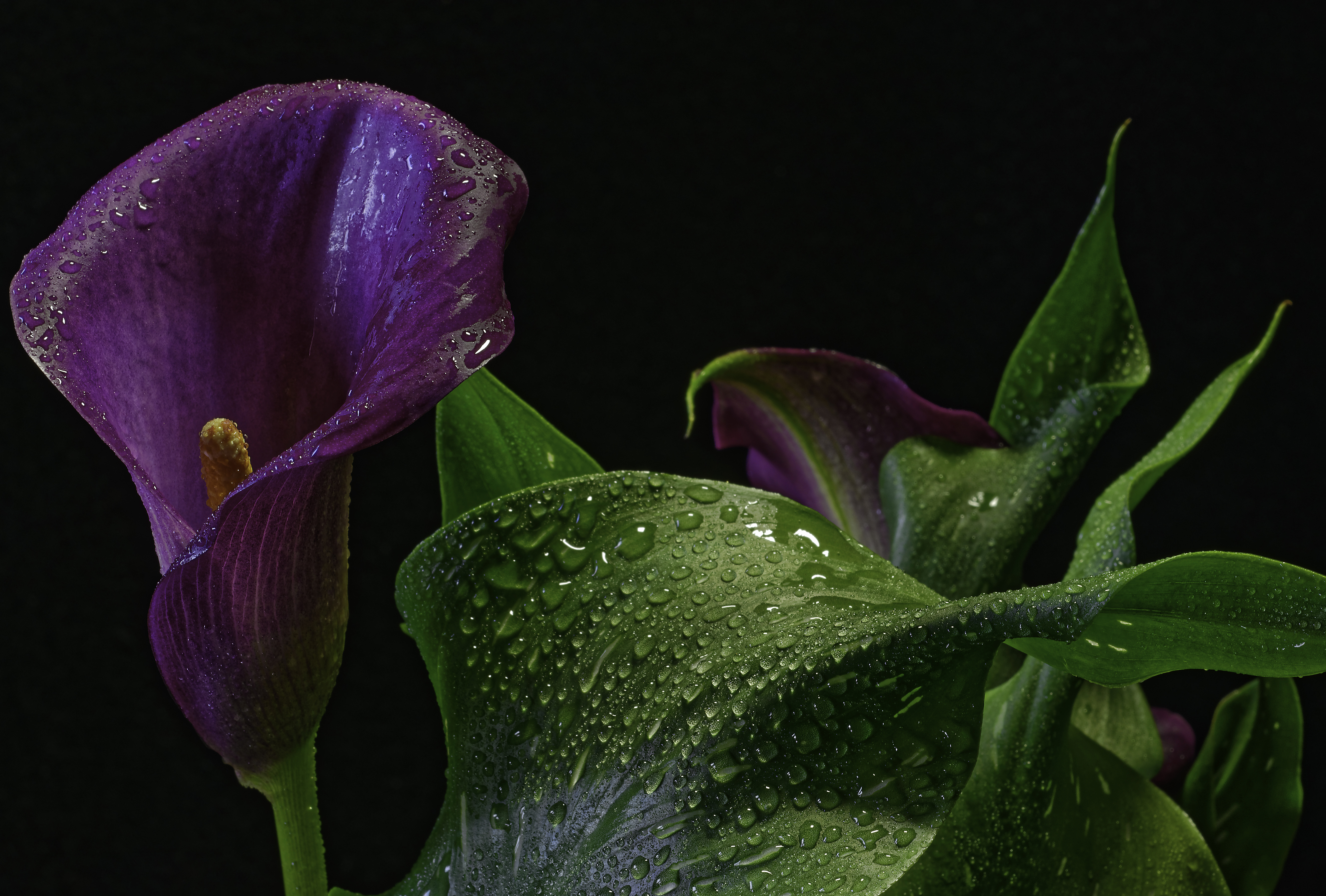 earth, calla lily, close up, flower, nature, purple flower, water drop, flowers