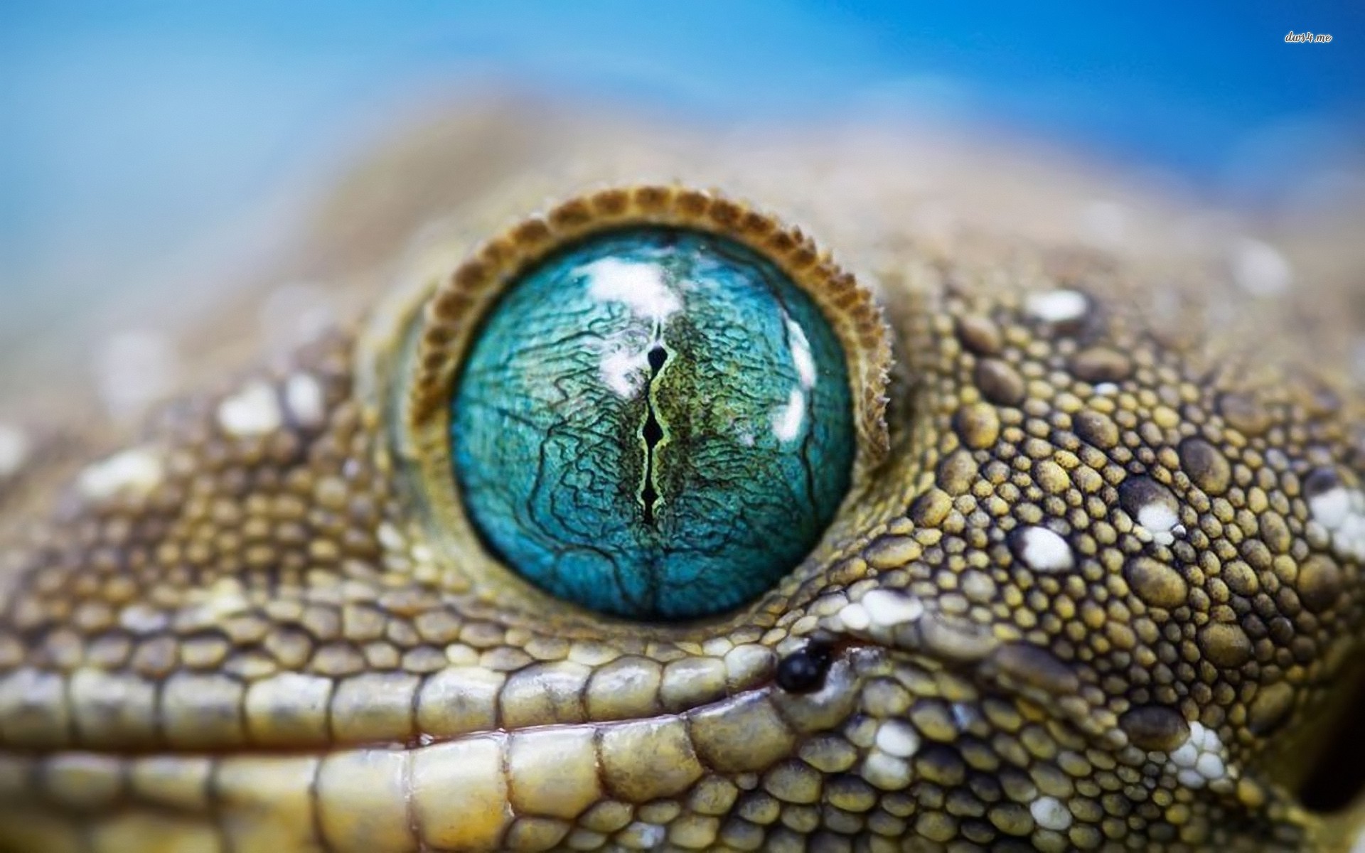 Free download wallpaper Animal, Lizard, Reptiles, Gecko on your PC desktop