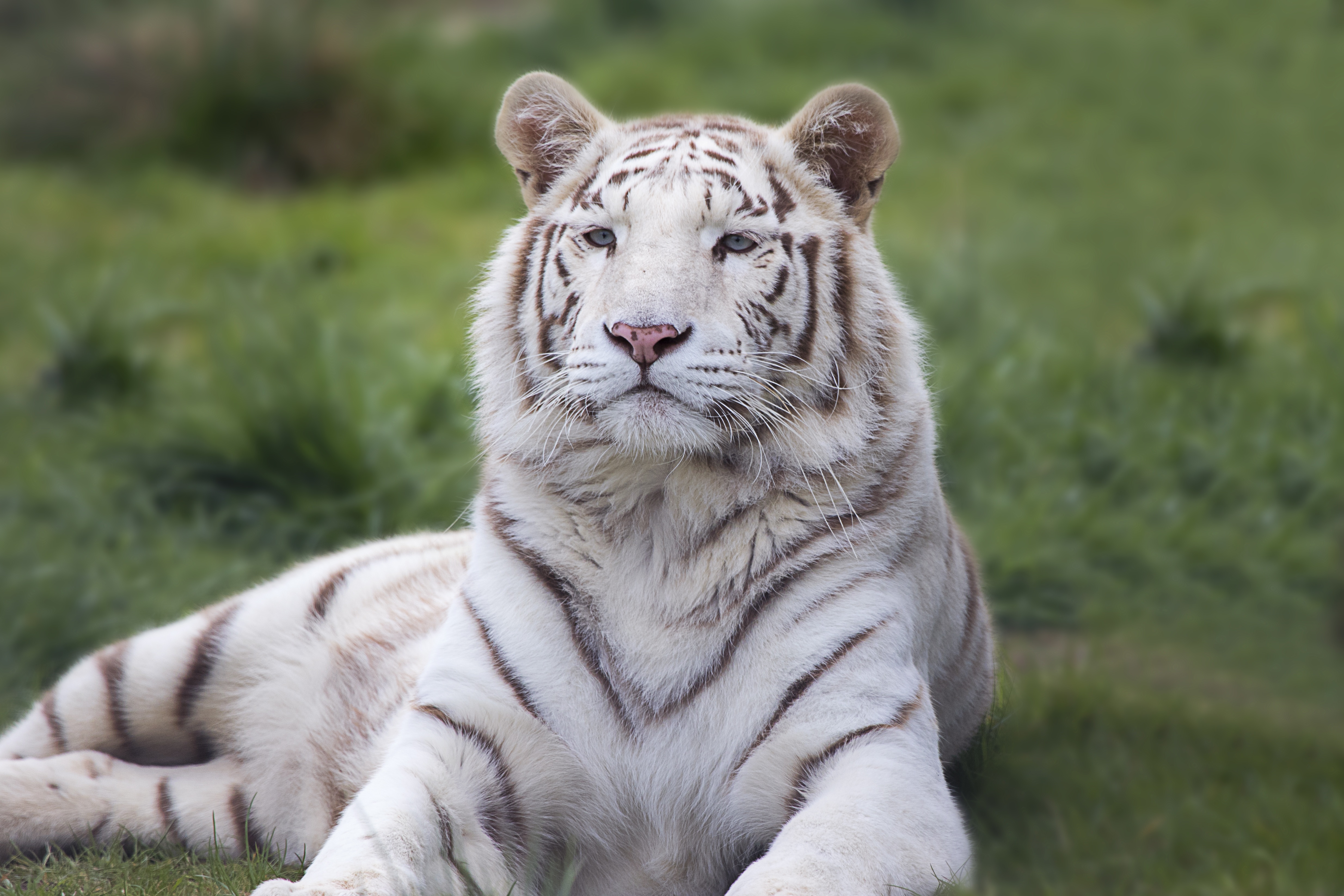 130887 télécharger l'image tigre, prédateur, animaux, mensonges - fonds d'écran et économiseurs d'écran gratuits