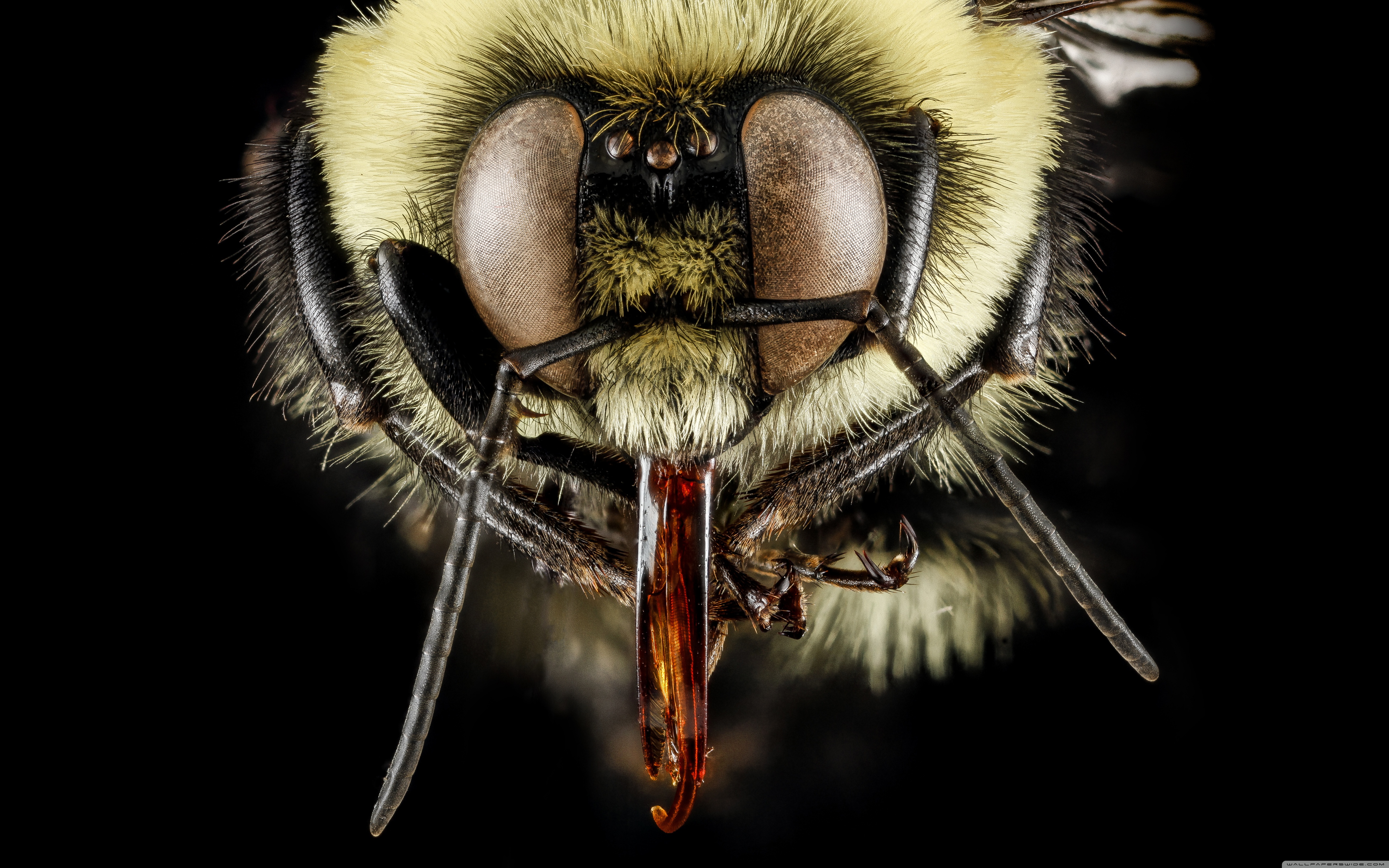 Téléchargez gratuitement l'image Animaux, Insectes, Abeille sur le bureau de votre PC