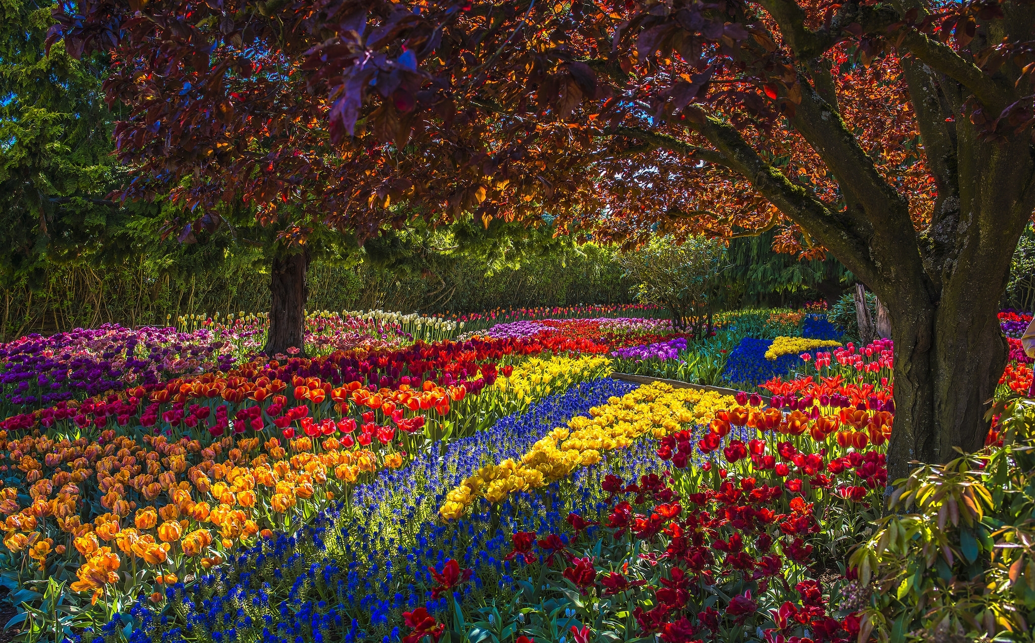 Baixe gratuitamente a imagem Flor, Parque, Árvore, Colorido, Tulipa, Fotografia na área de trabalho do seu PC