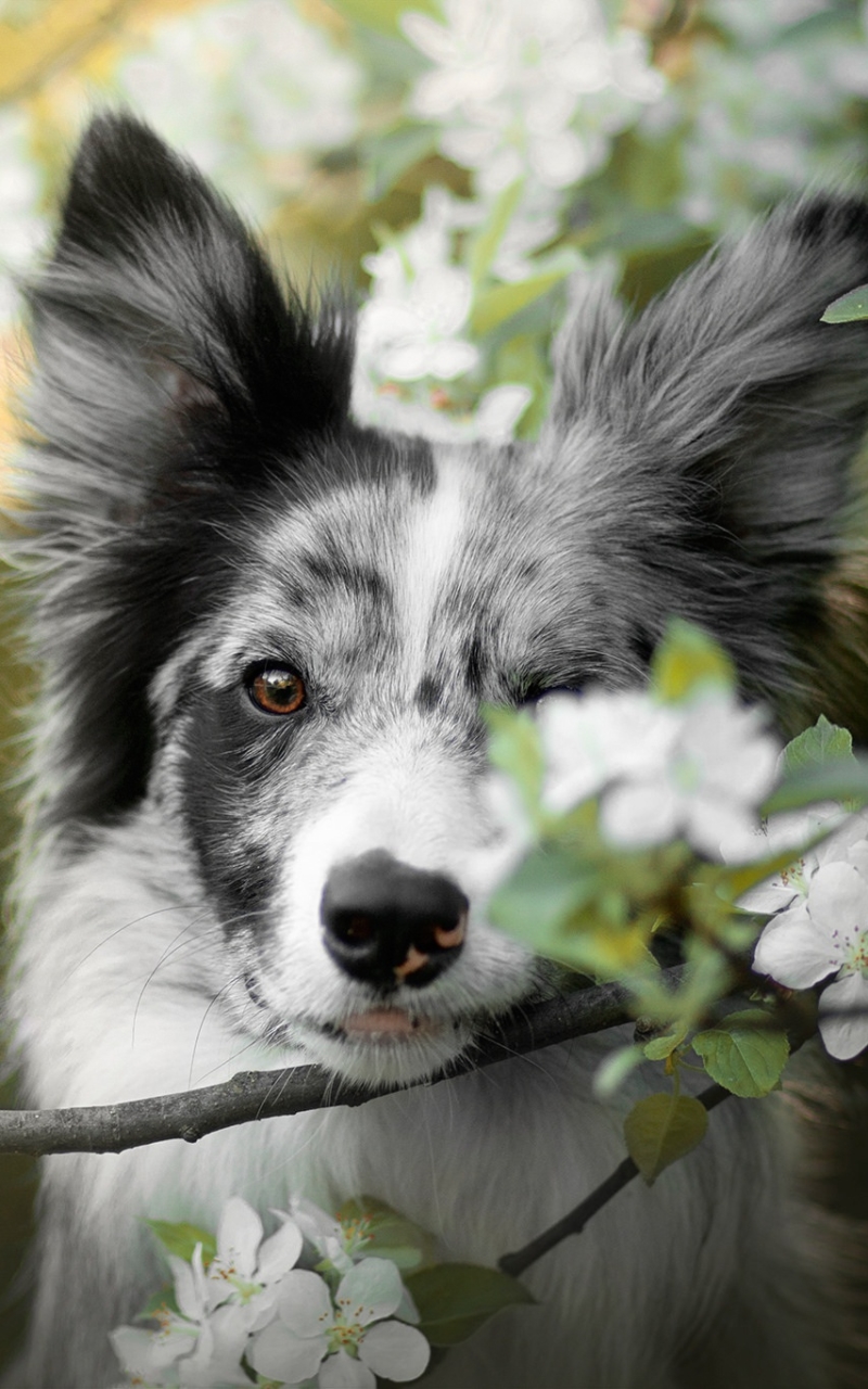 Descarga gratuita de fondo de pantalla para móvil de Animales, Perros, Perro, Florecer, Flor Blanca, Collie De La Frontera.