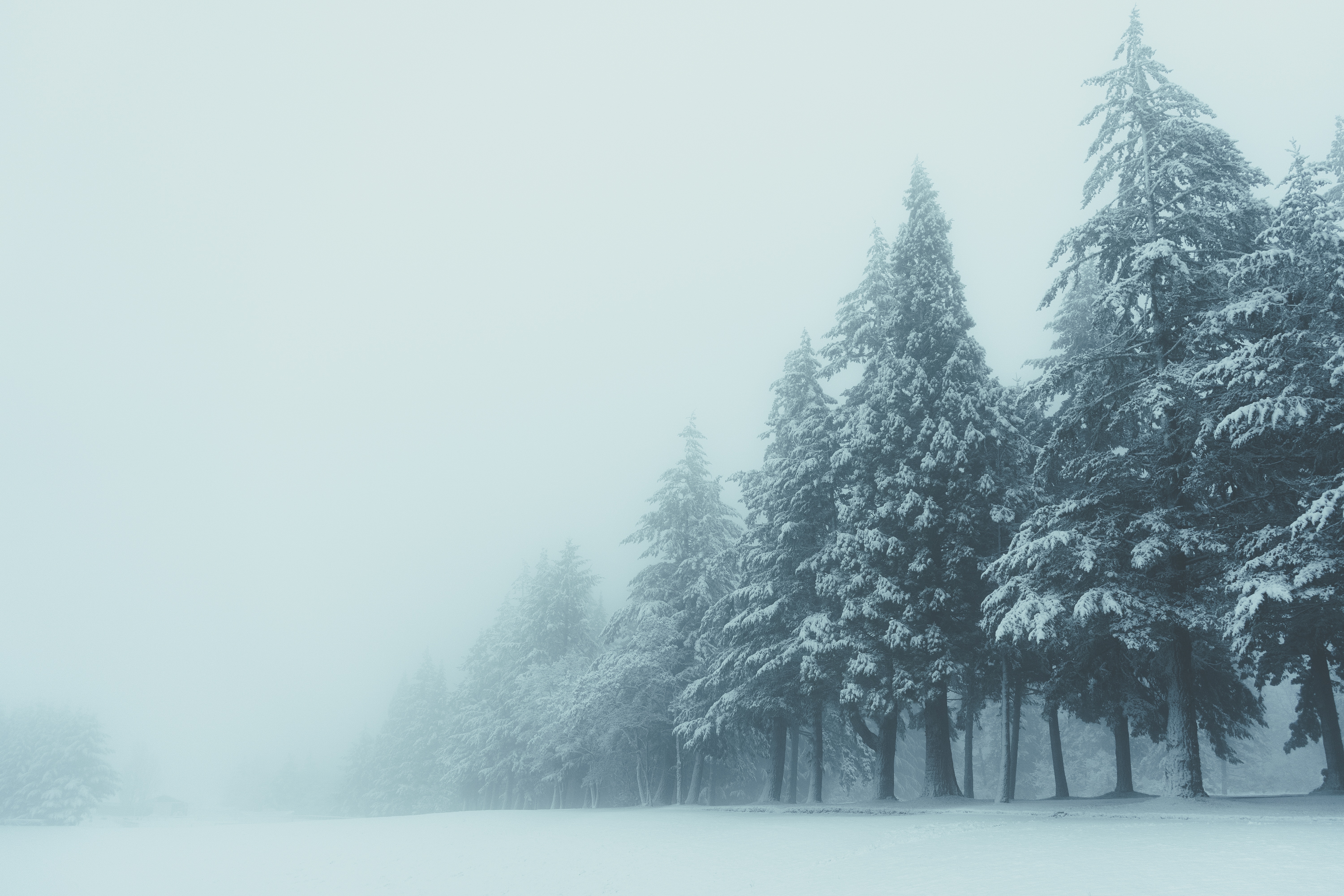 Handy-Wallpaper Natur, Nebel, Bäume, Schnee, Winter kostenlos herunterladen.