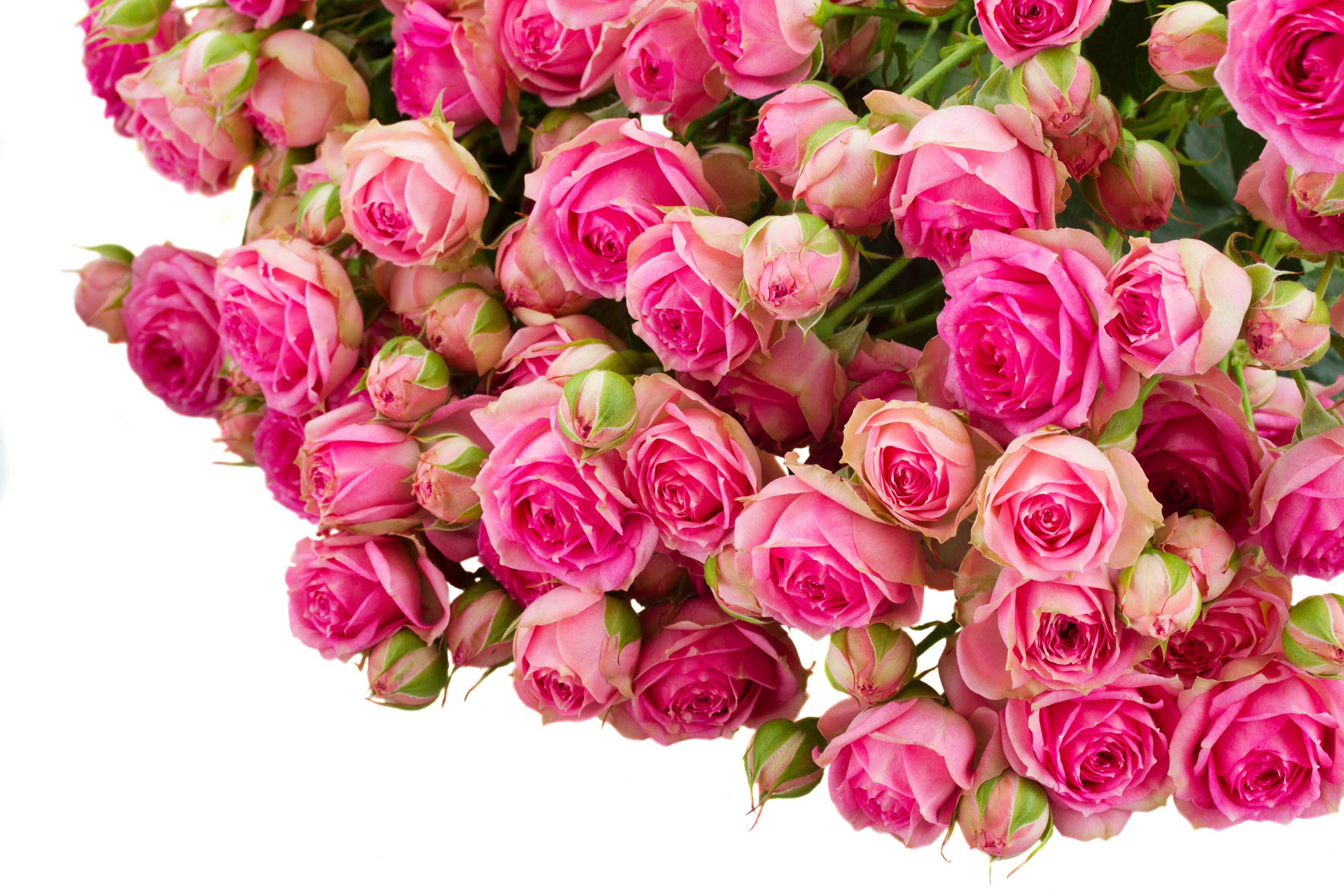 Free download wallpaper Flowers, Flower, Rose, Close Up, Earth, Pink Flower on your PC desktop