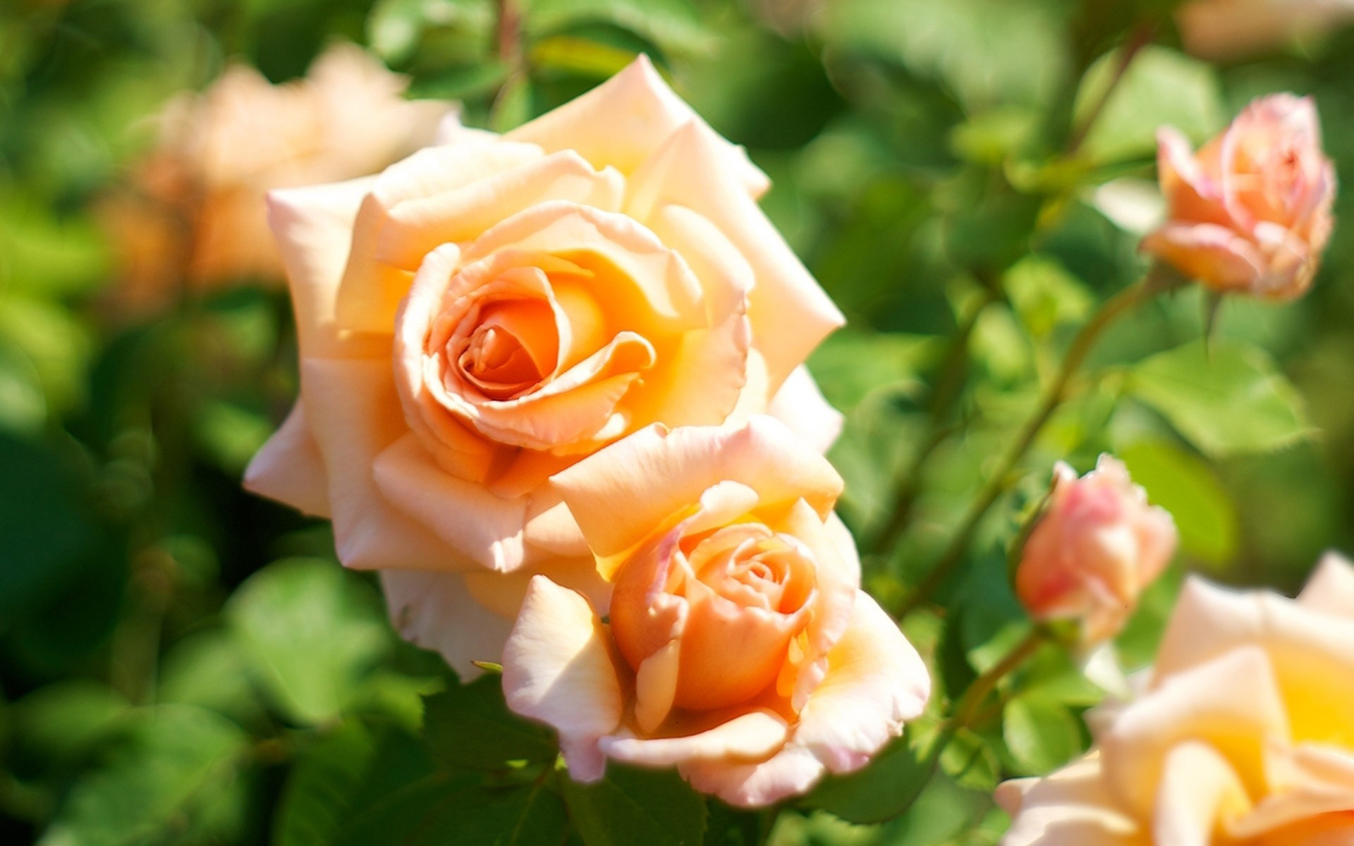 Téléchargez gratuitement l'image Fleurs, Fleur, Rose, Terre/nature sur le bureau de votre PC