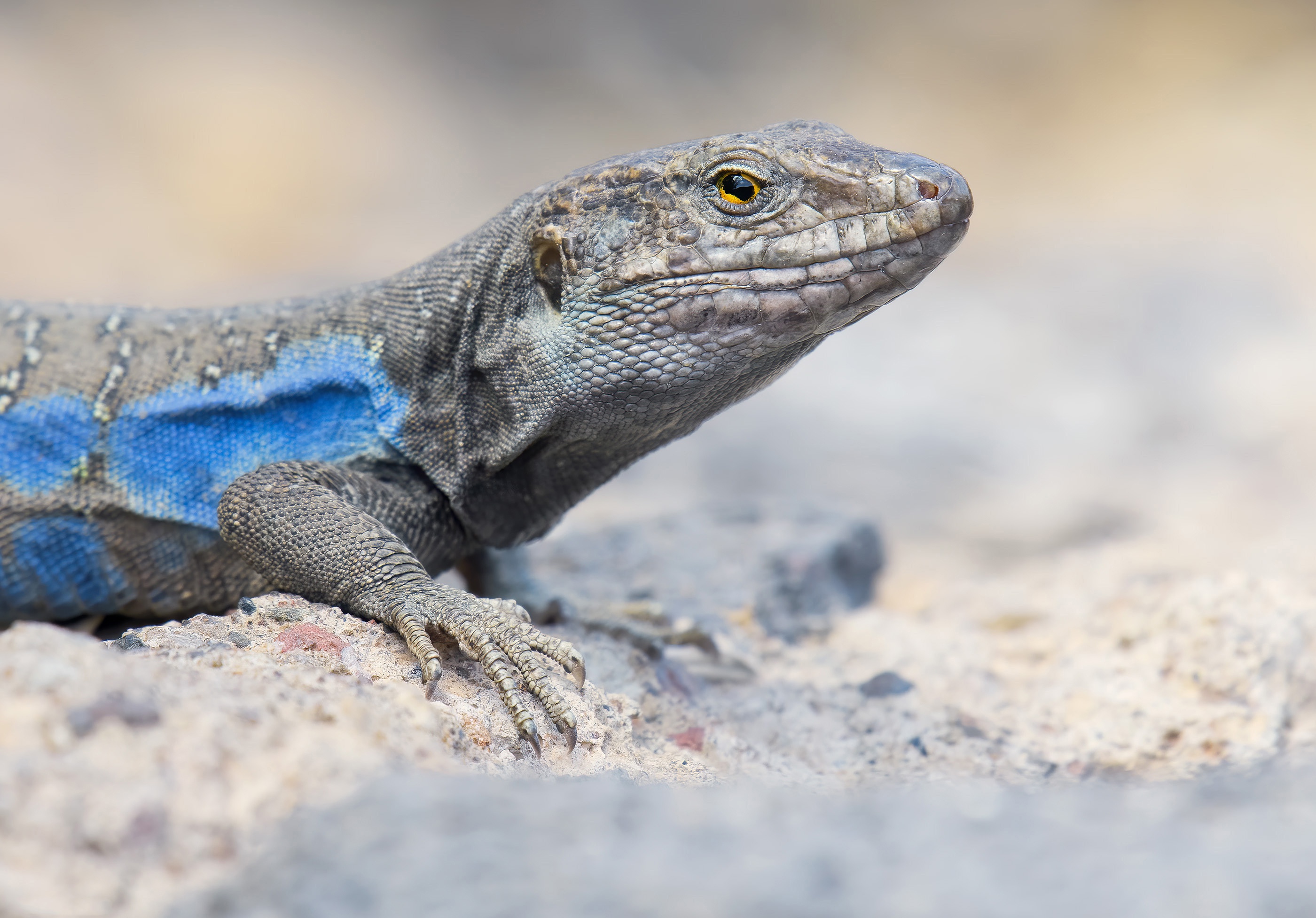 488781 descargar imagen animales, réptil, lagarto, reptiles: fondos de pantalla y protectores de pantalla gratis